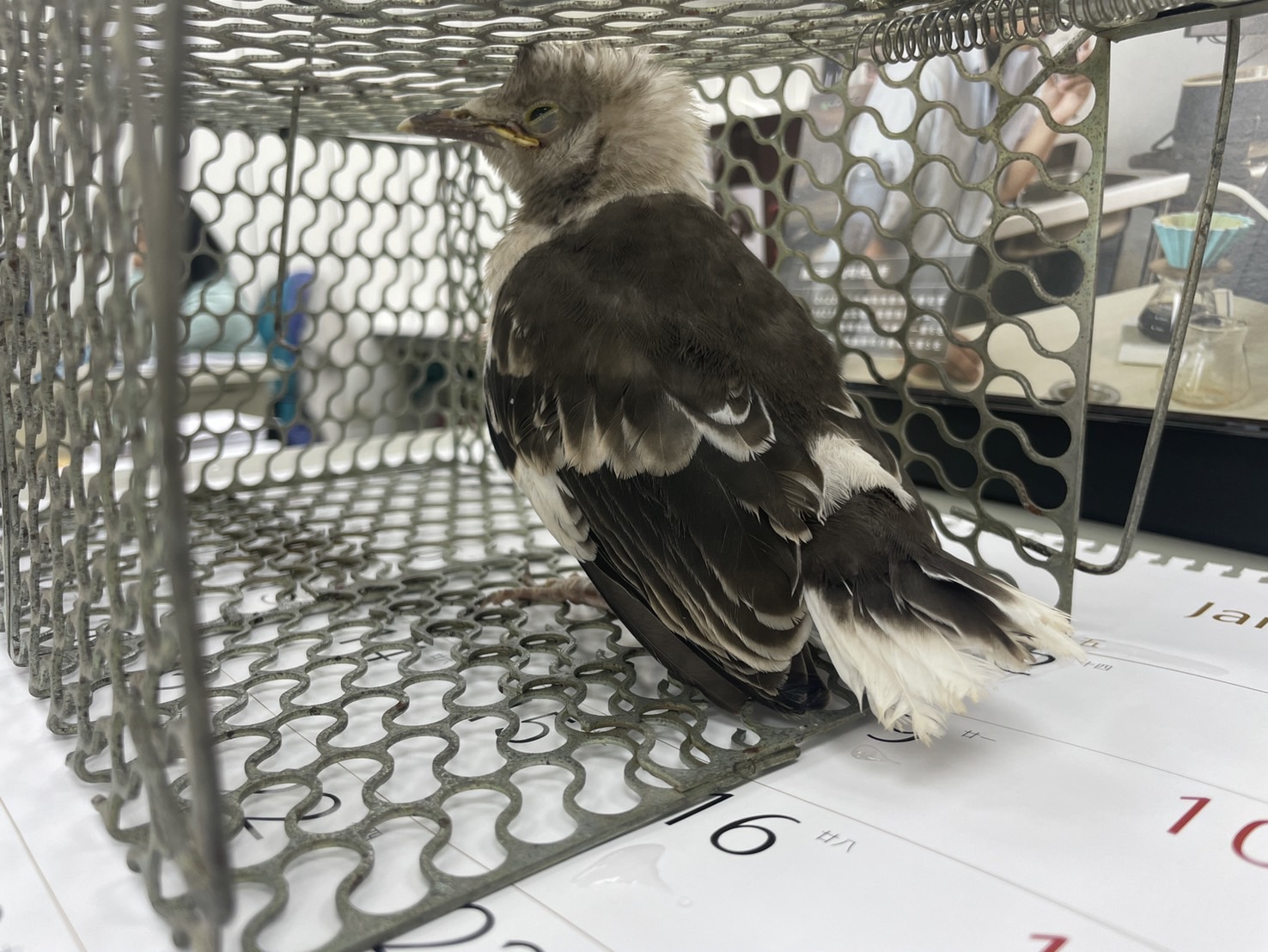 最近認識された鳥の写真