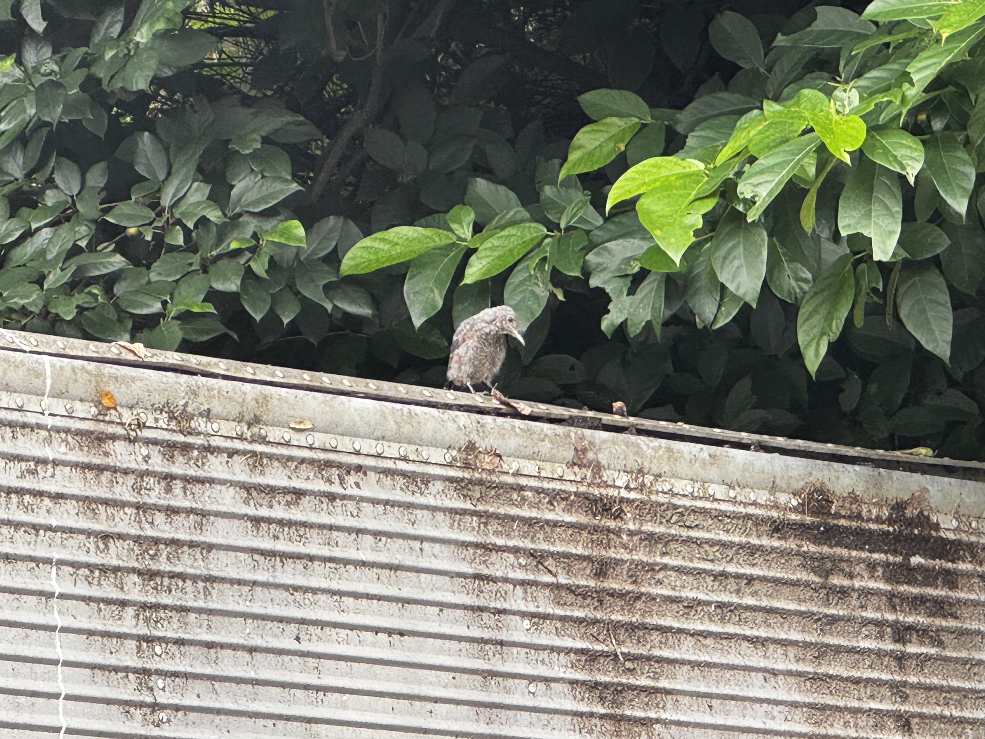 Recent bird photo