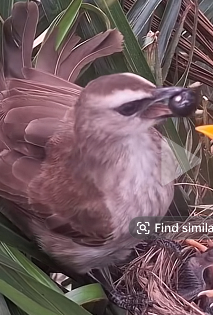 最近認識された鳥の写真