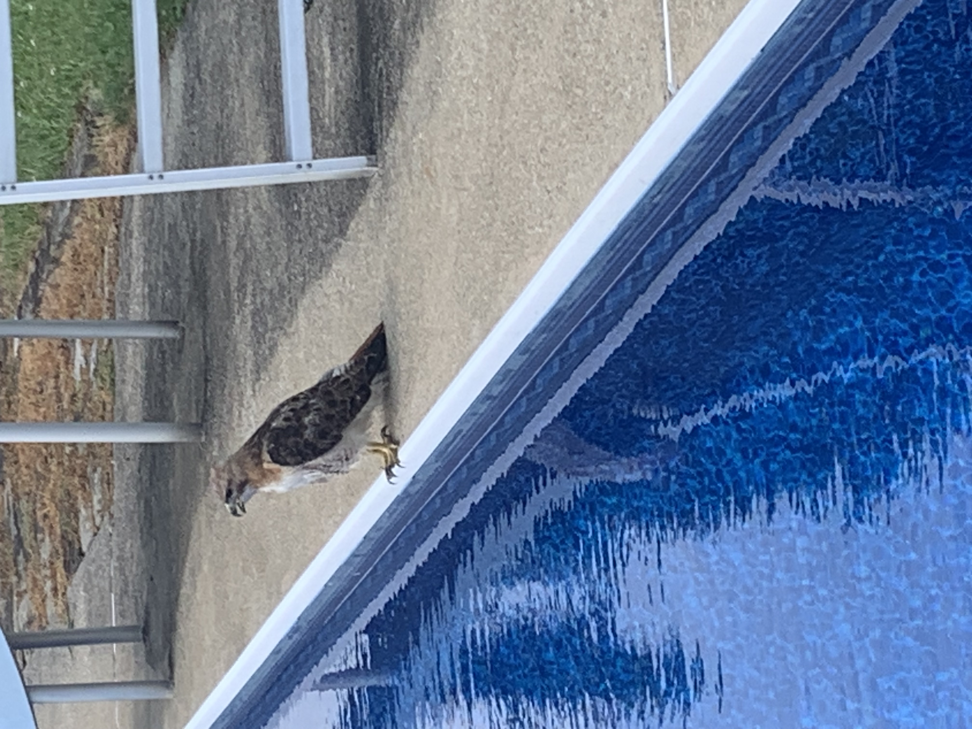 最近認識された鳥の写真