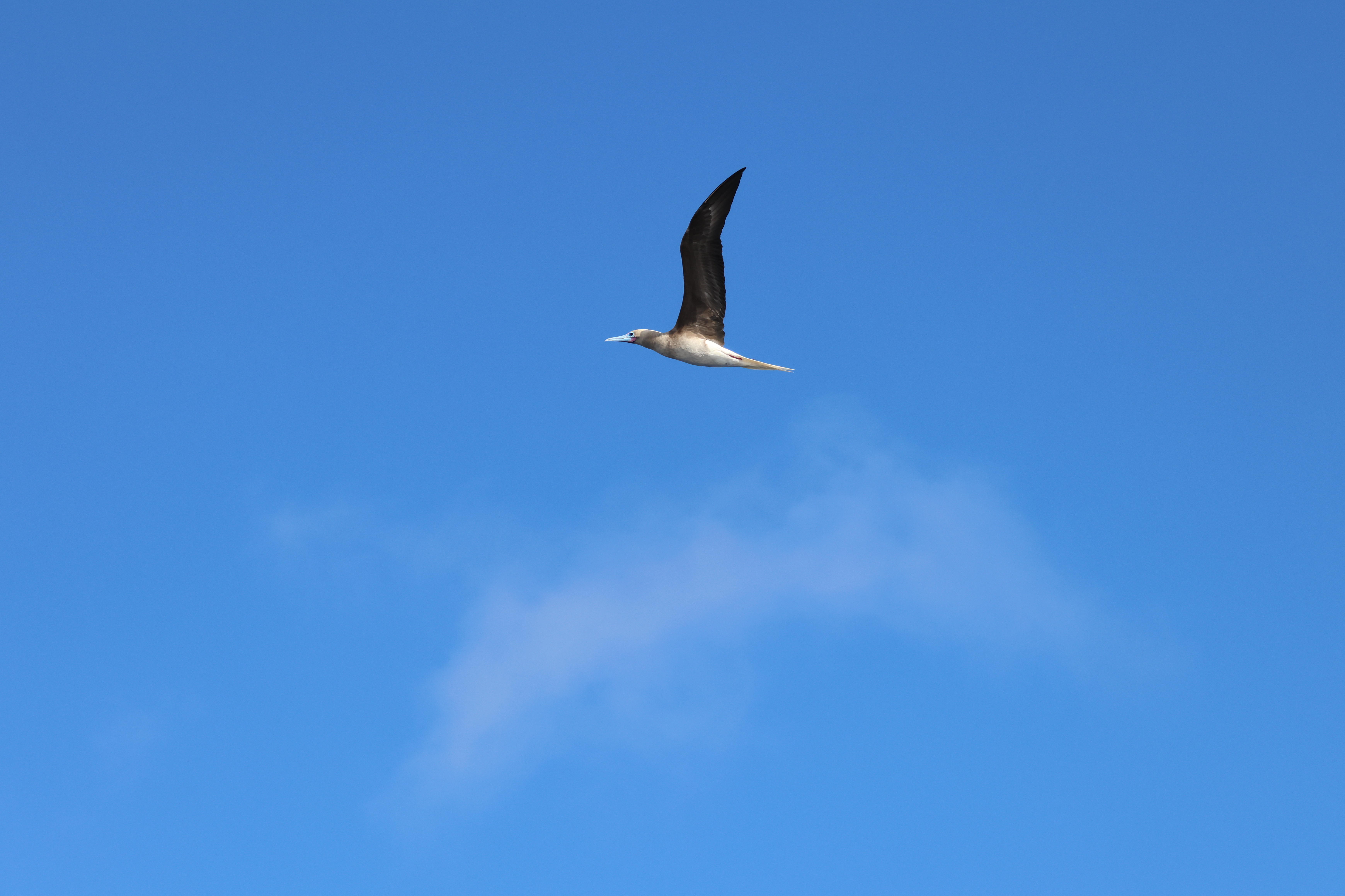 最近認識された鳥の写真