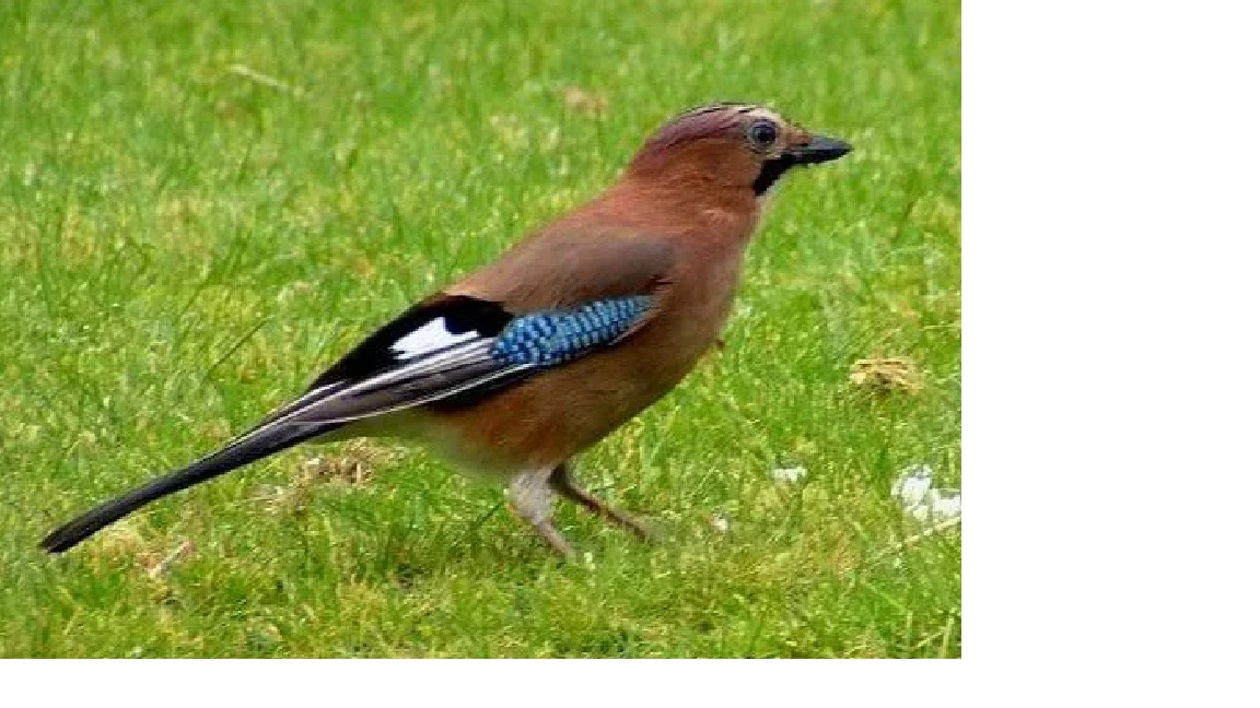 Recent bird photo