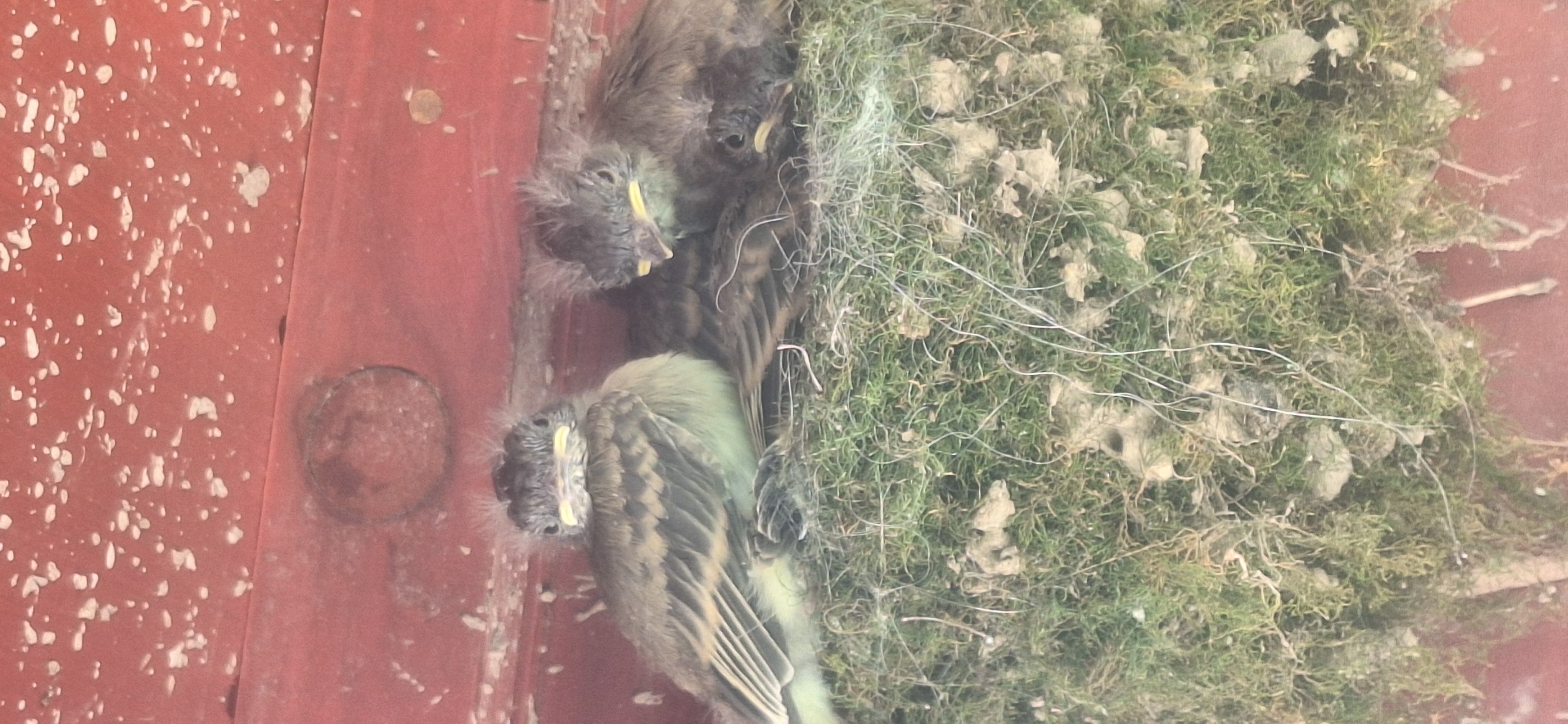 Recent bird photo