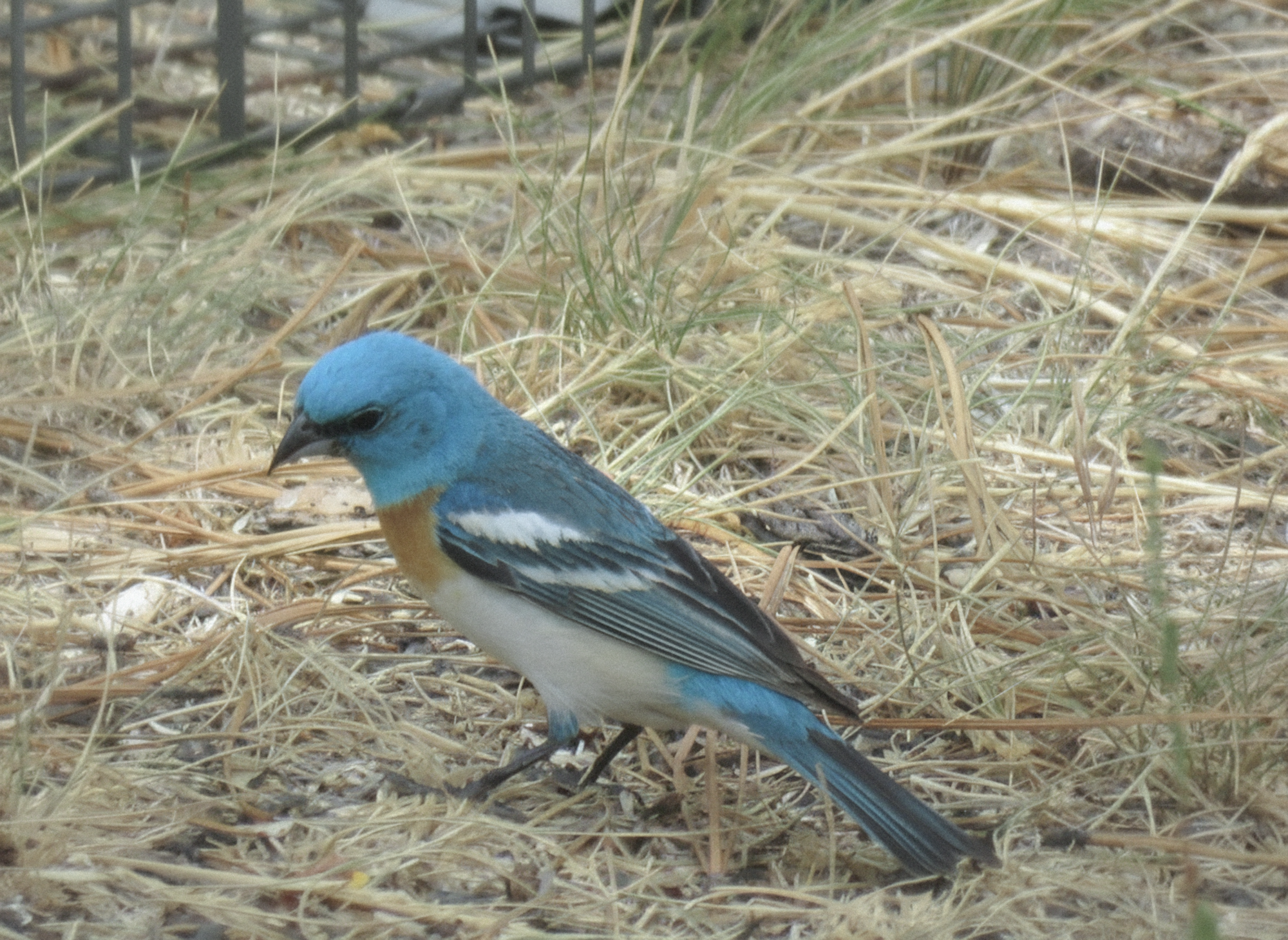 最近認識された鳥の写真