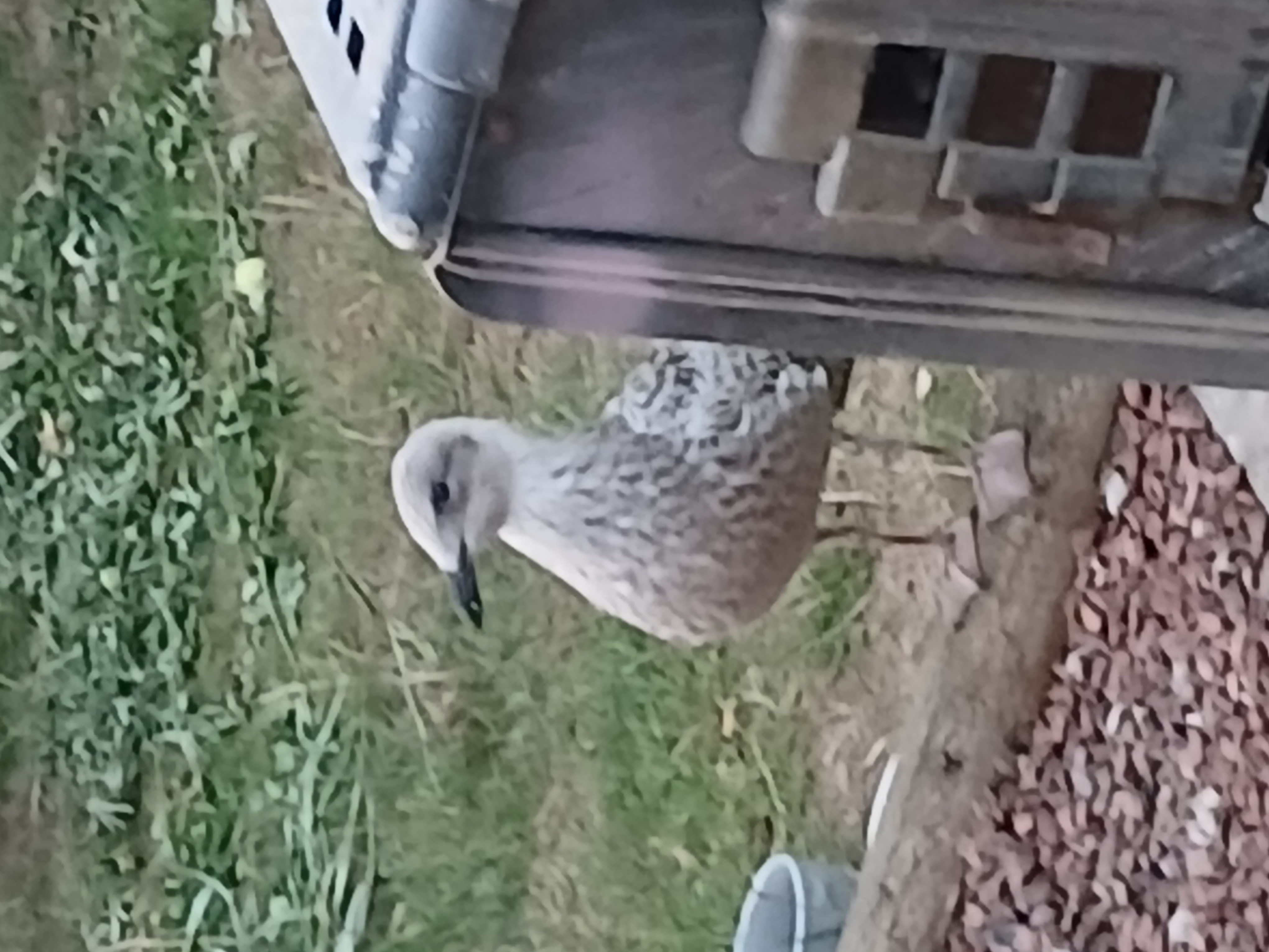 Recent bird photo
