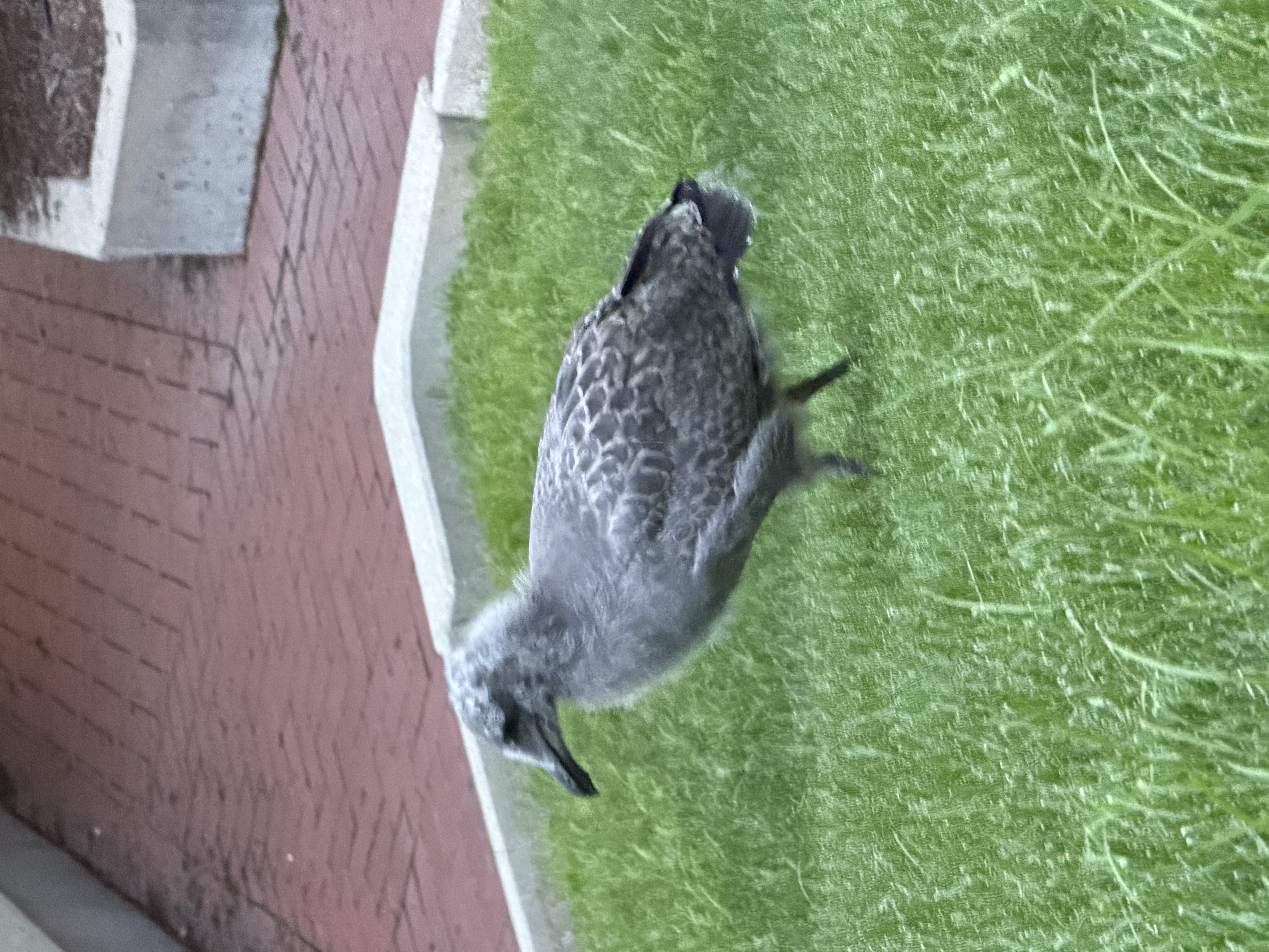 最近認識された鳥の写真