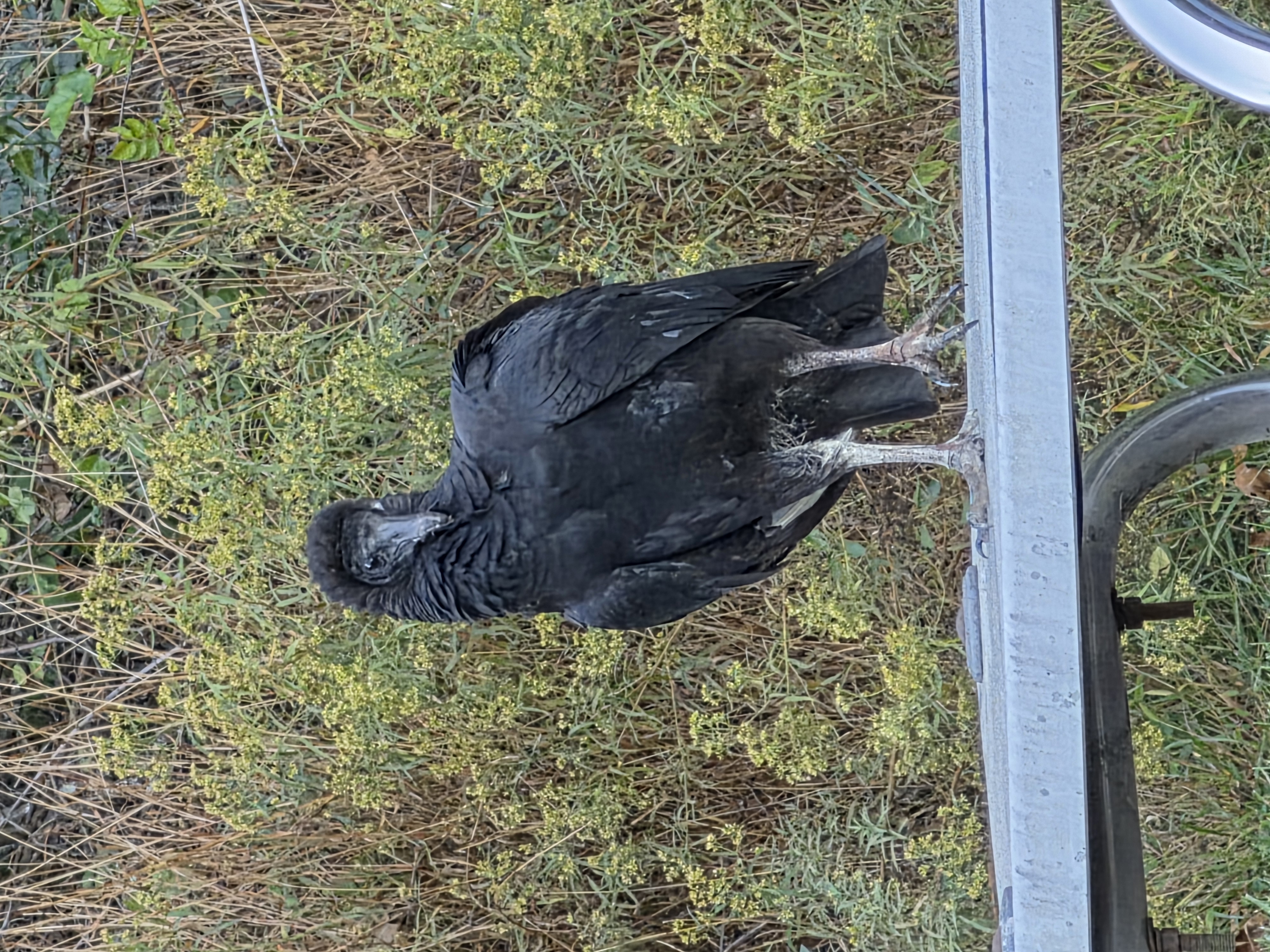 最近認識された鳥の写真