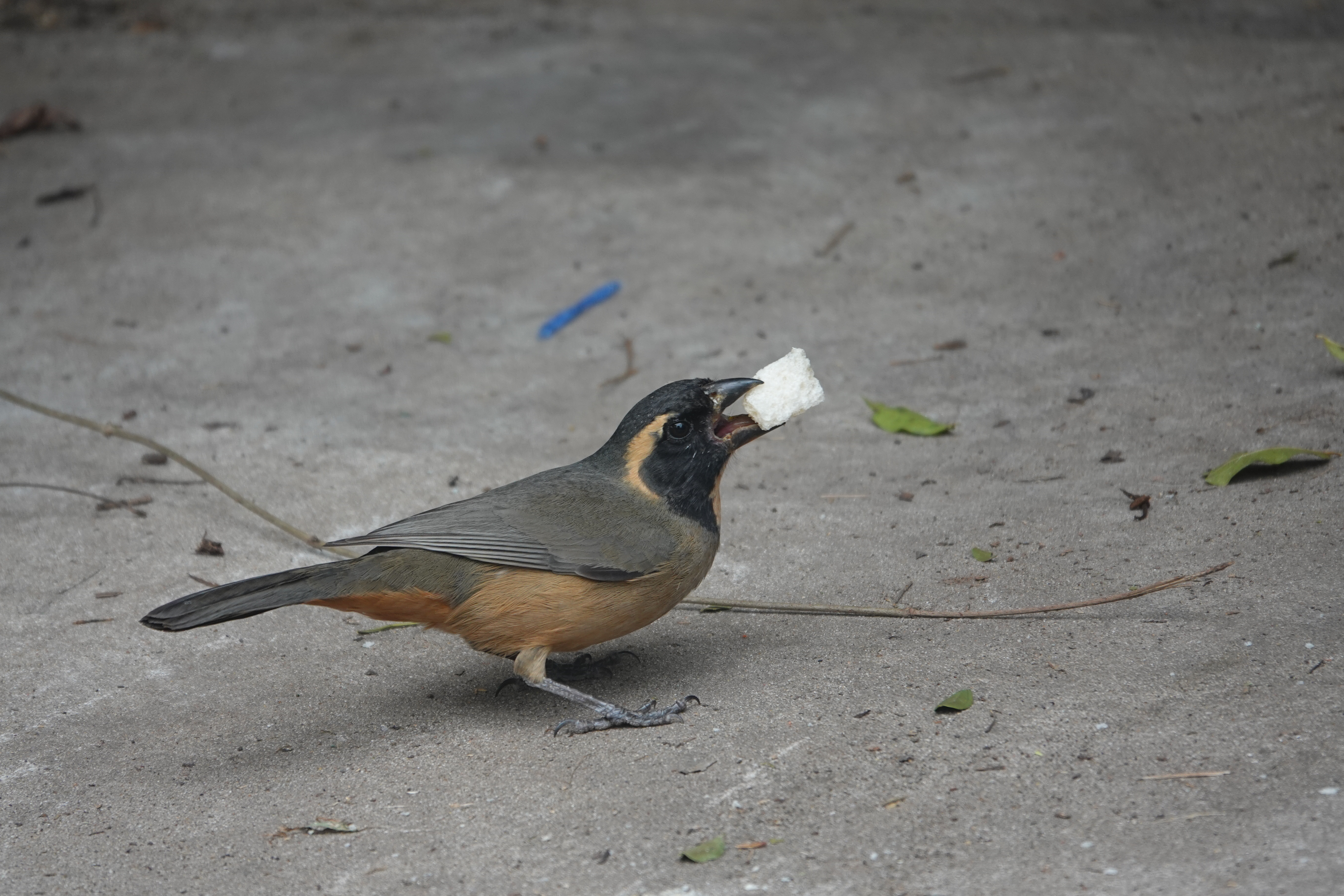 Mirlo Americano (Turdus migratorius)