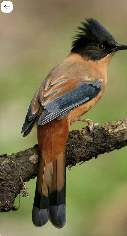 Recent bird photo