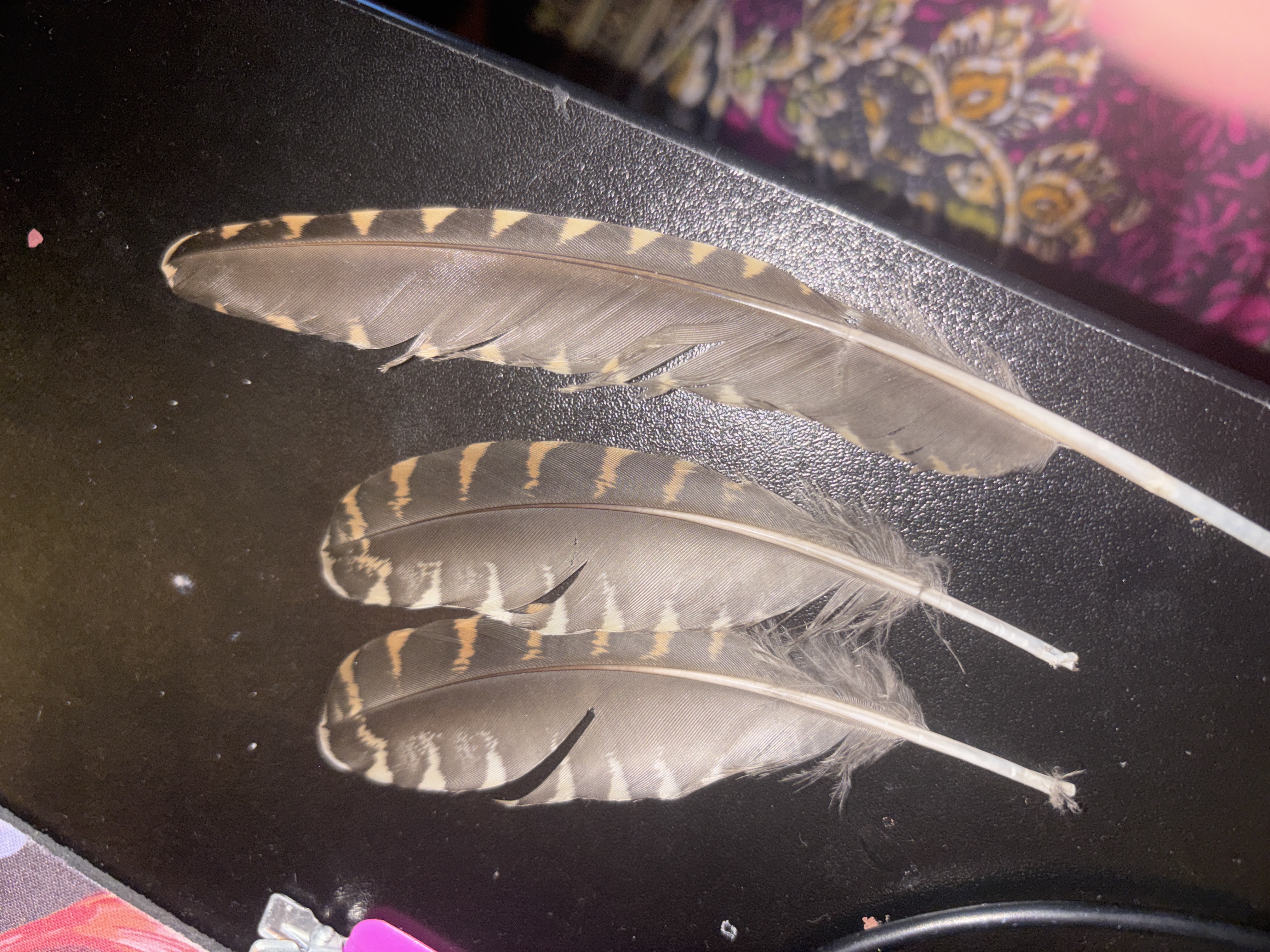 Recent bird photo