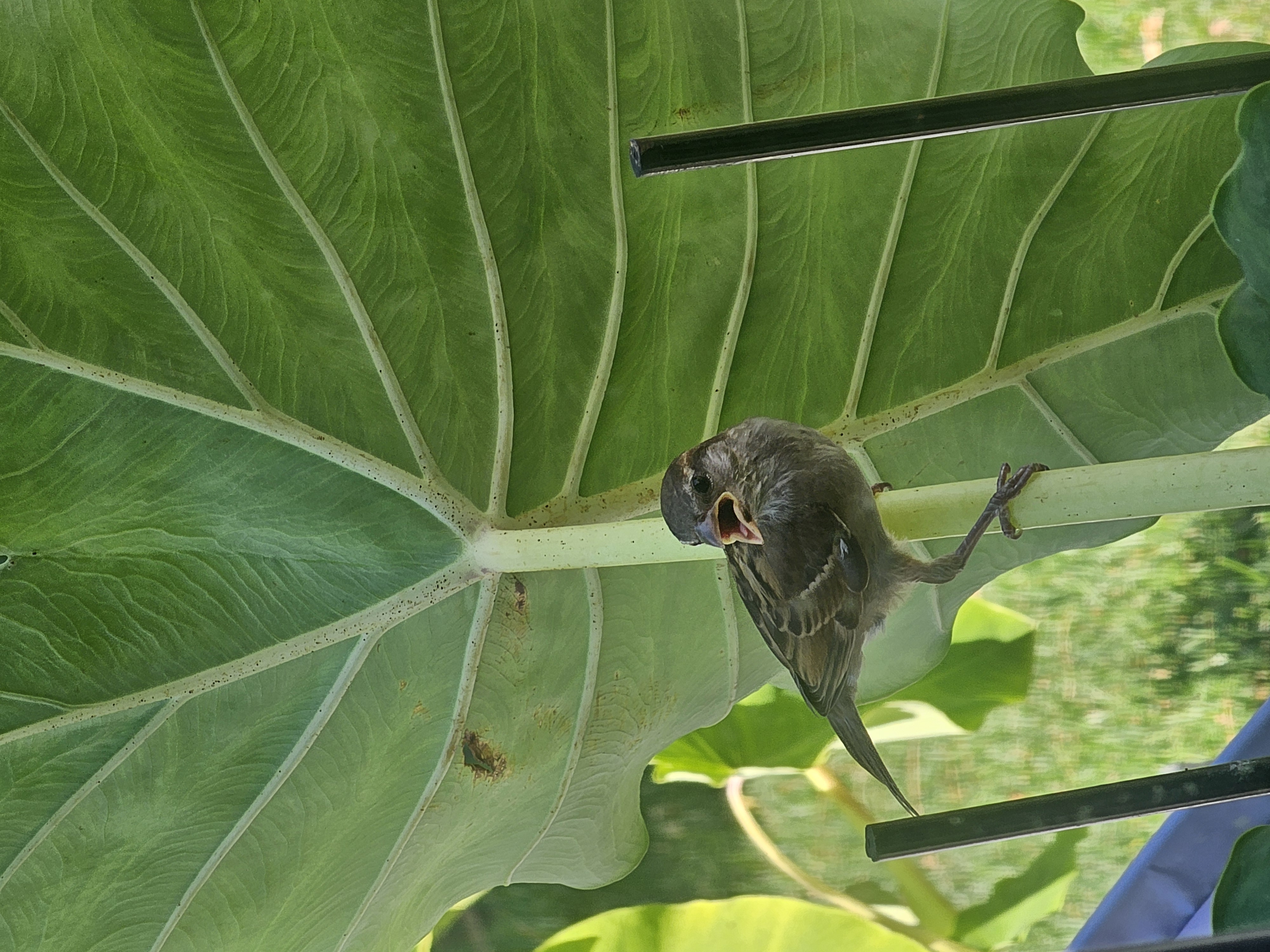 最近認識された鳥の写真