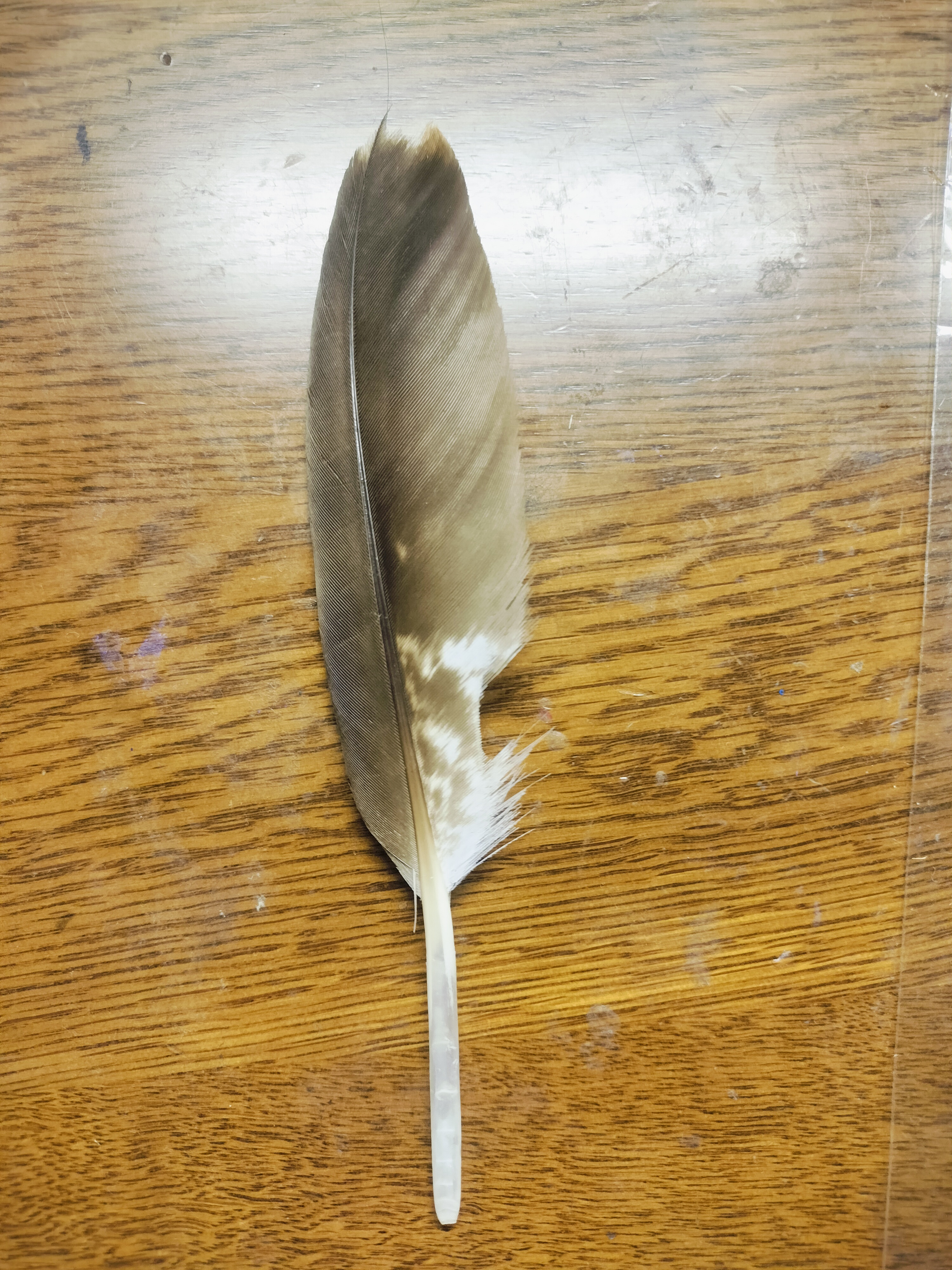 最近识别的鸟类图片