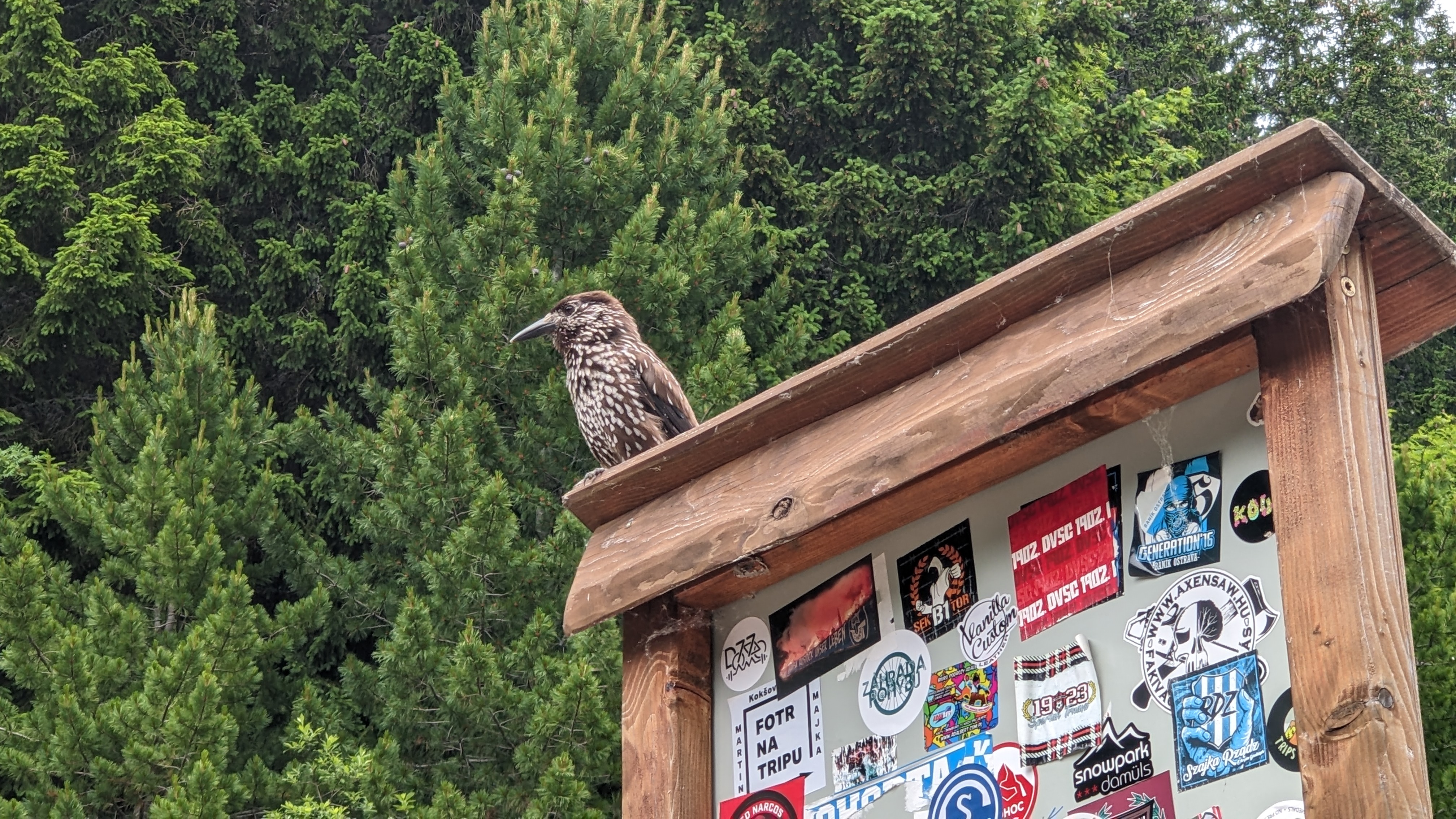 Recent bird photo