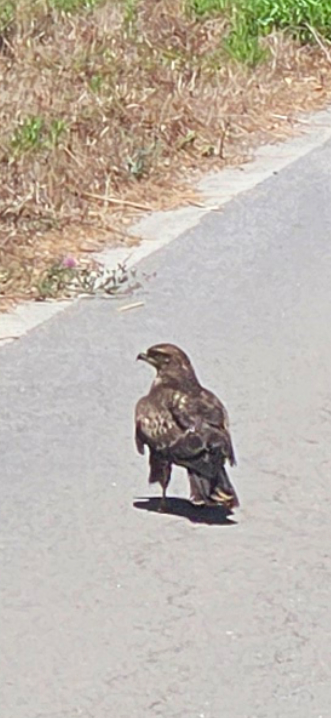 Red-tailed Hawk