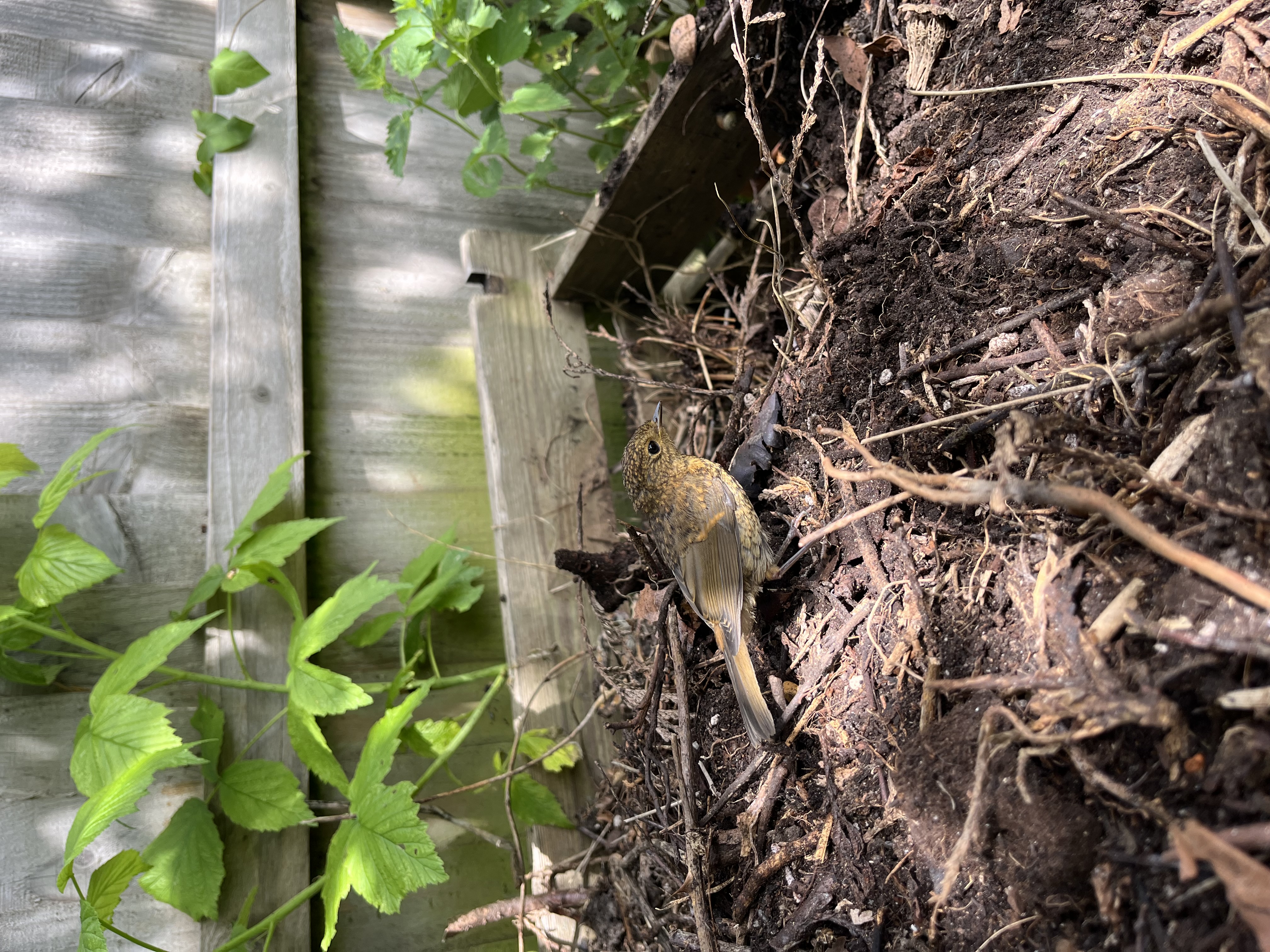 Recent bird photo