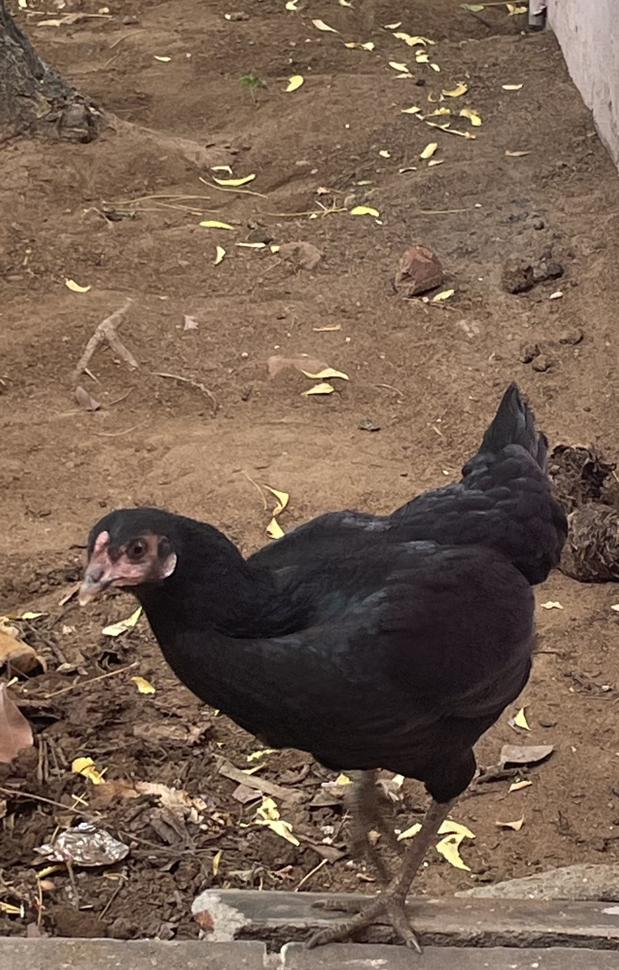 最近辨識的鳥類圖片