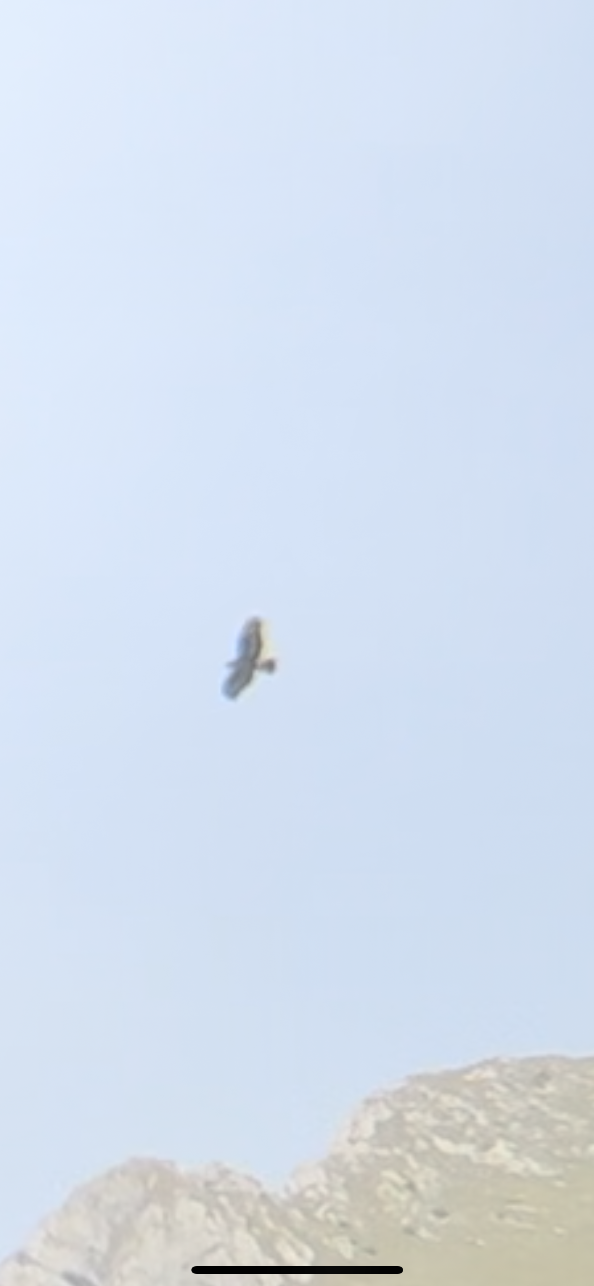 Recent bird photo