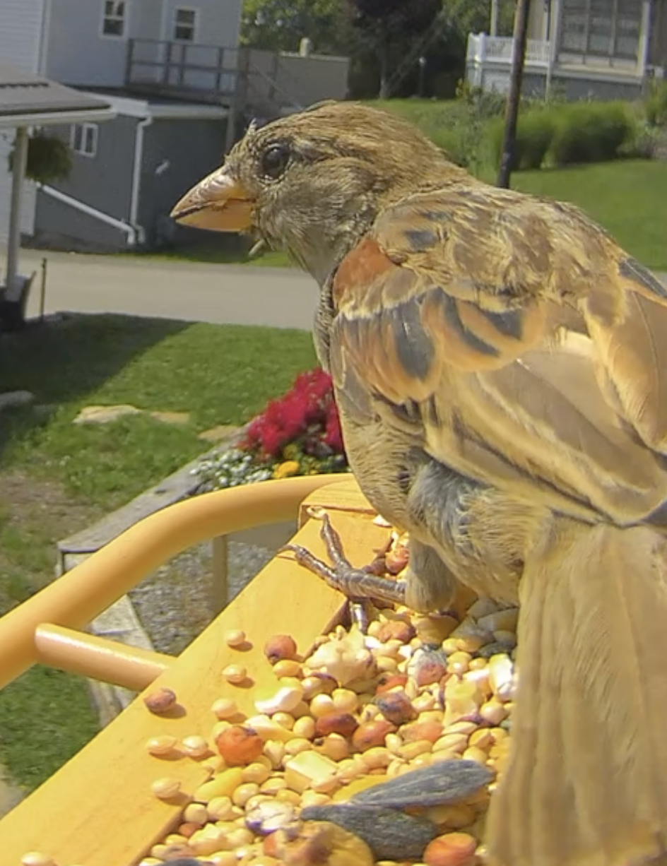 House Sparrow