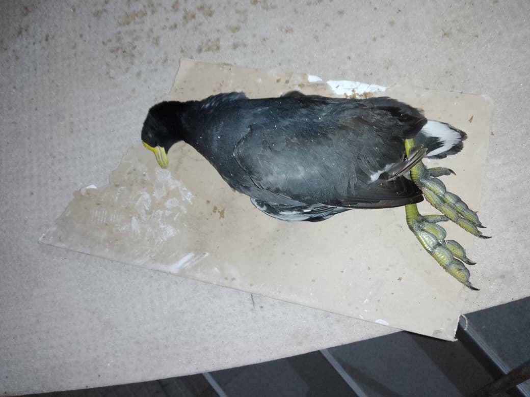最近辨識的鳥類圖片