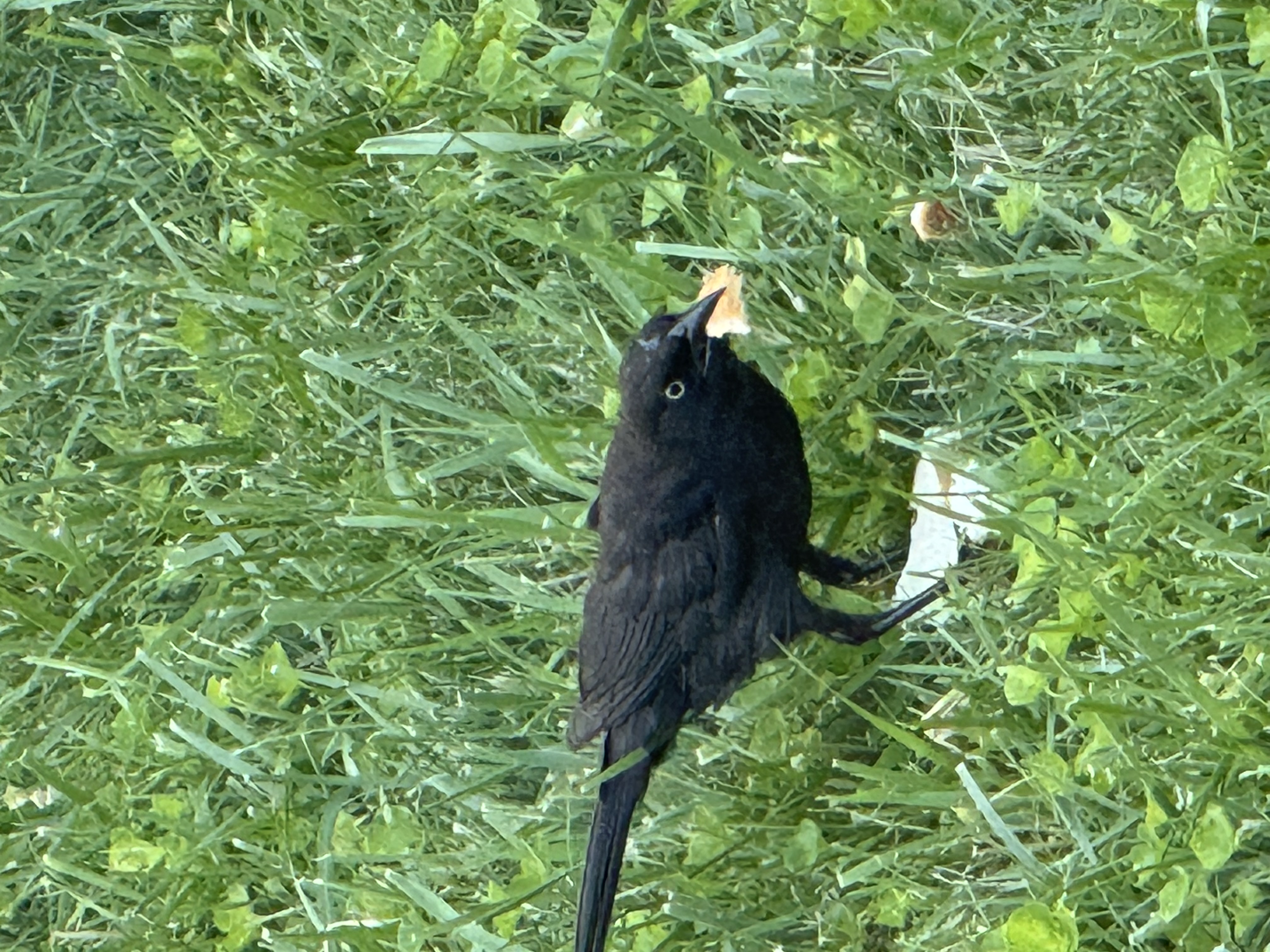 最近認識された鳥の写真