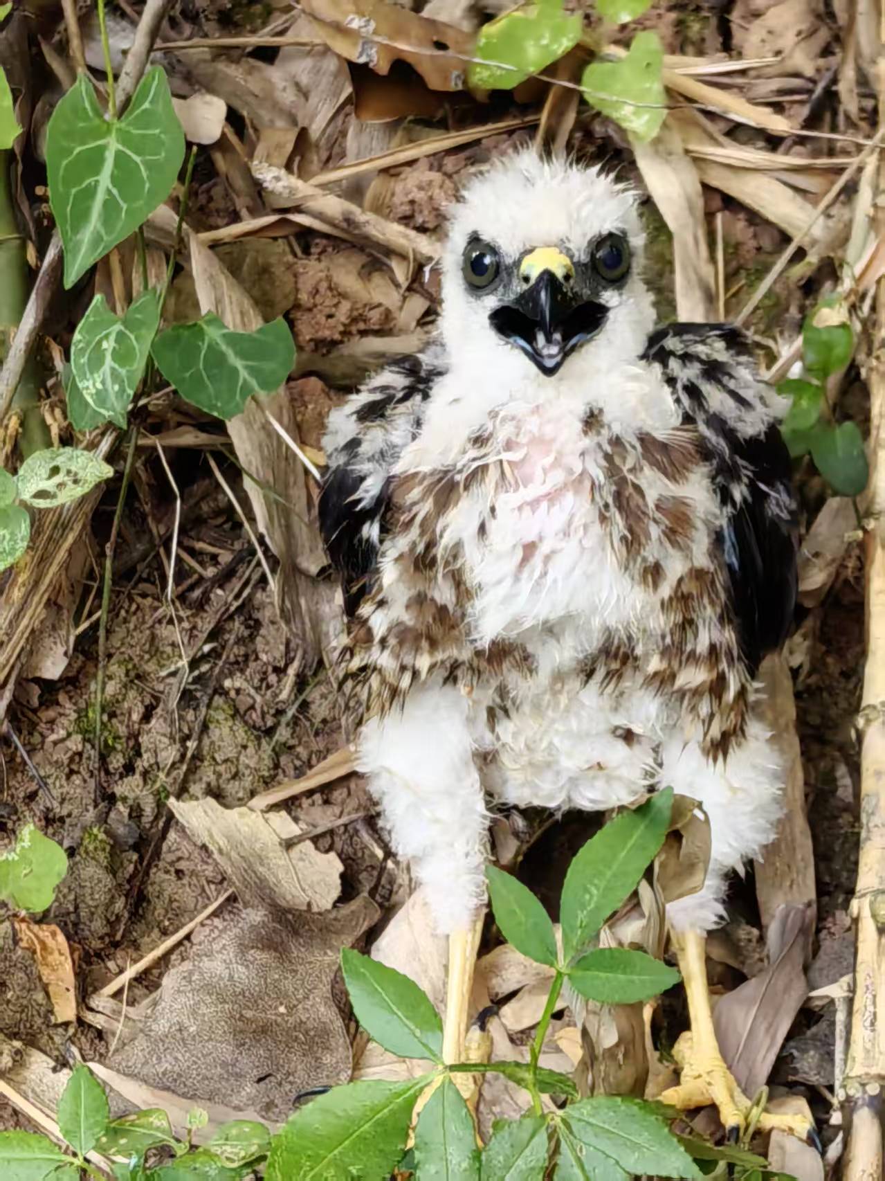 最近認識された鳥の写真