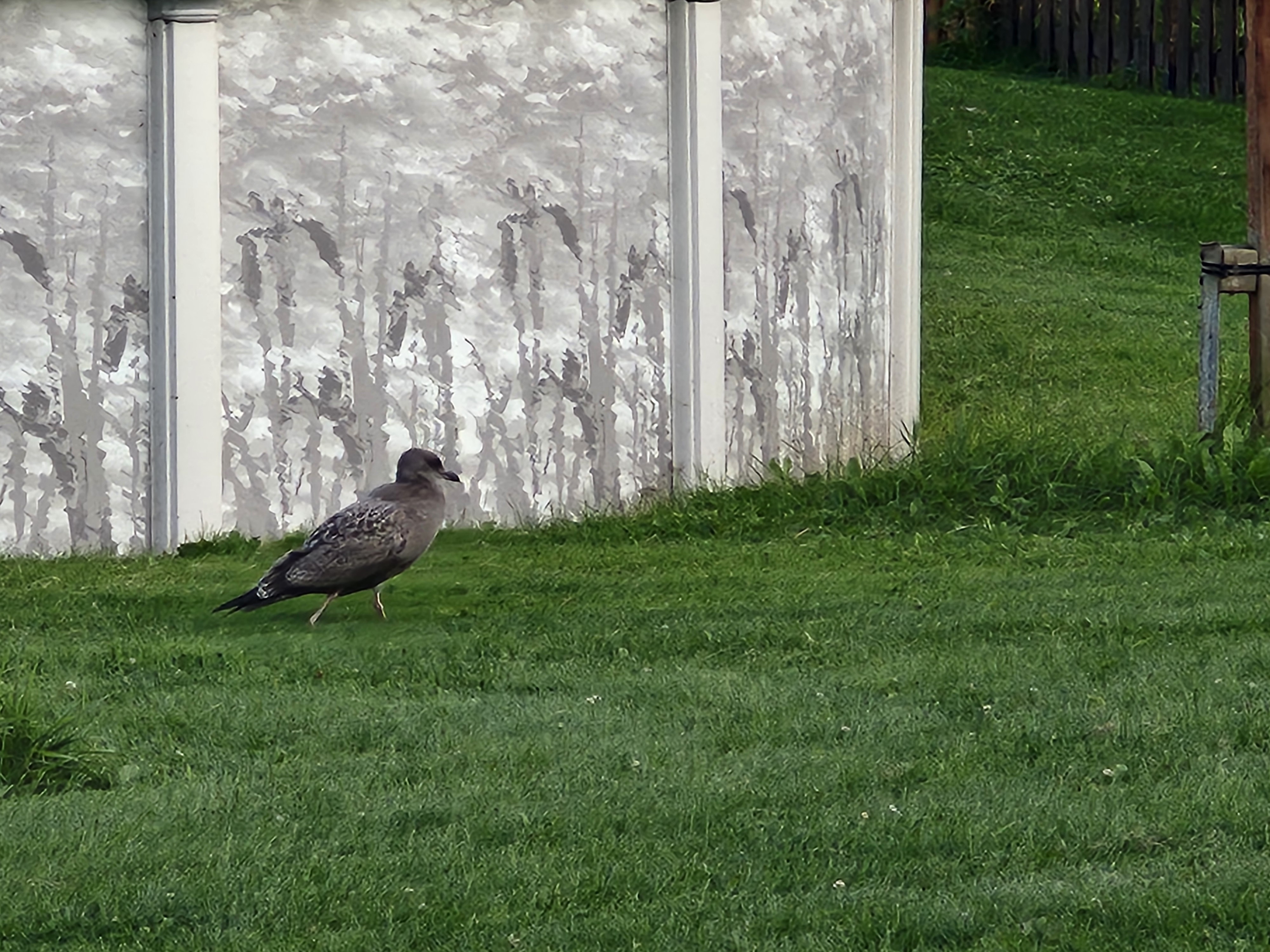 Recent bird photo