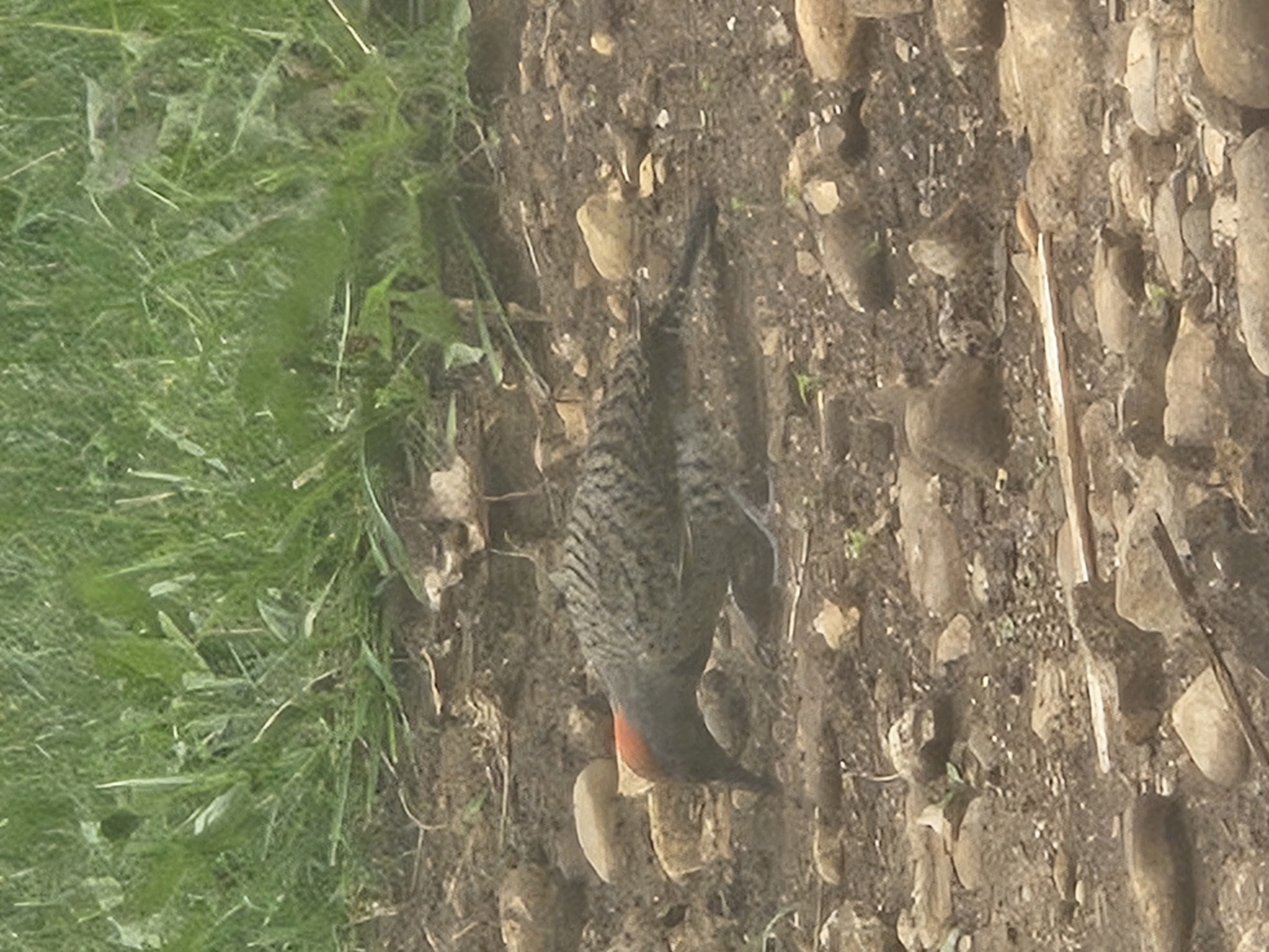 最近認識された鳥の写真