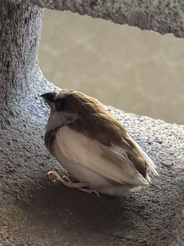 最近辨識的鳥類圖片