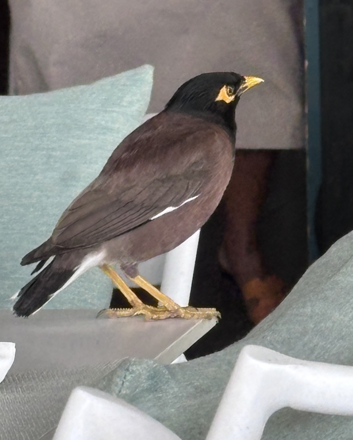 Common Myna