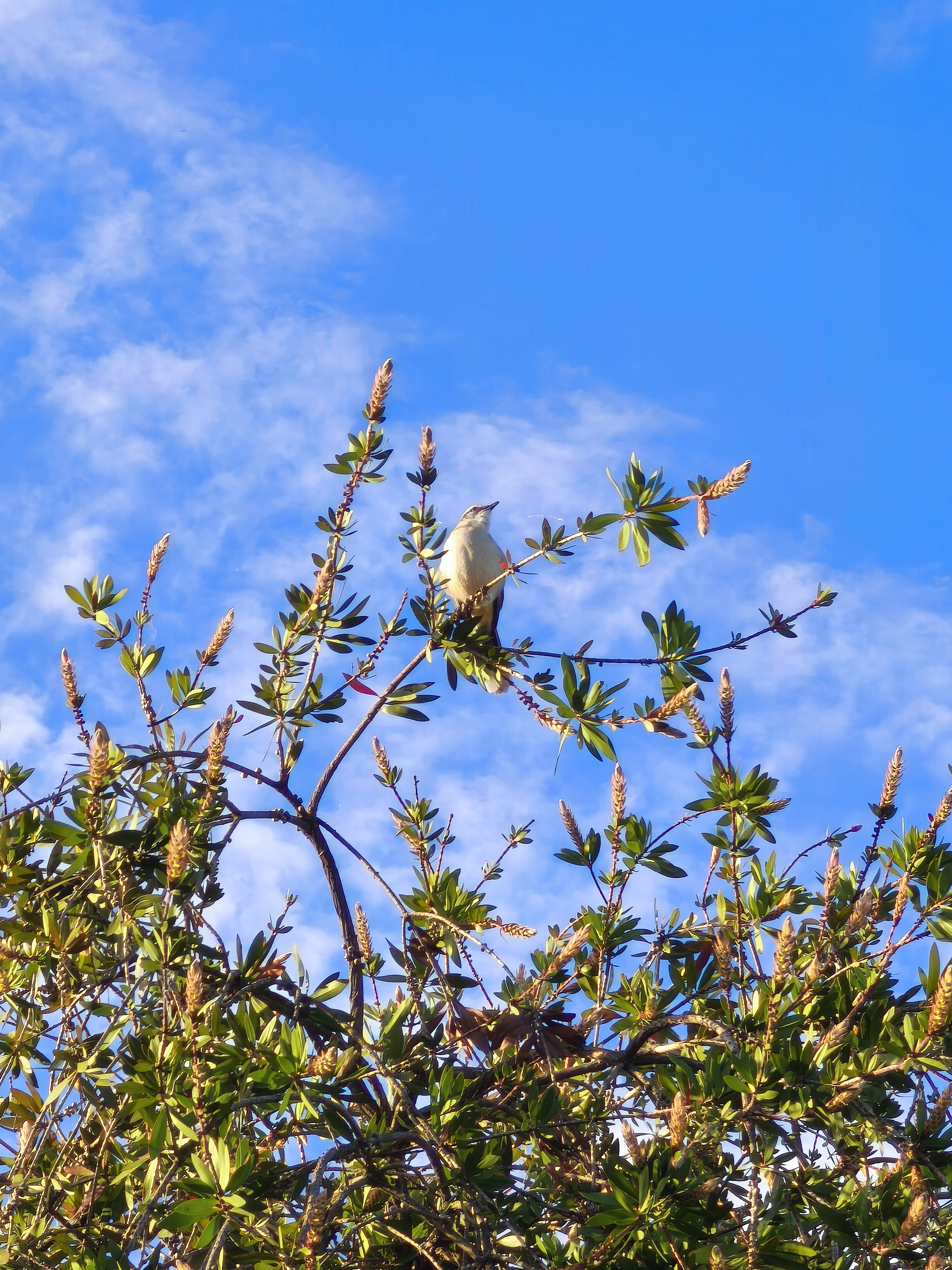 Recent bird photo