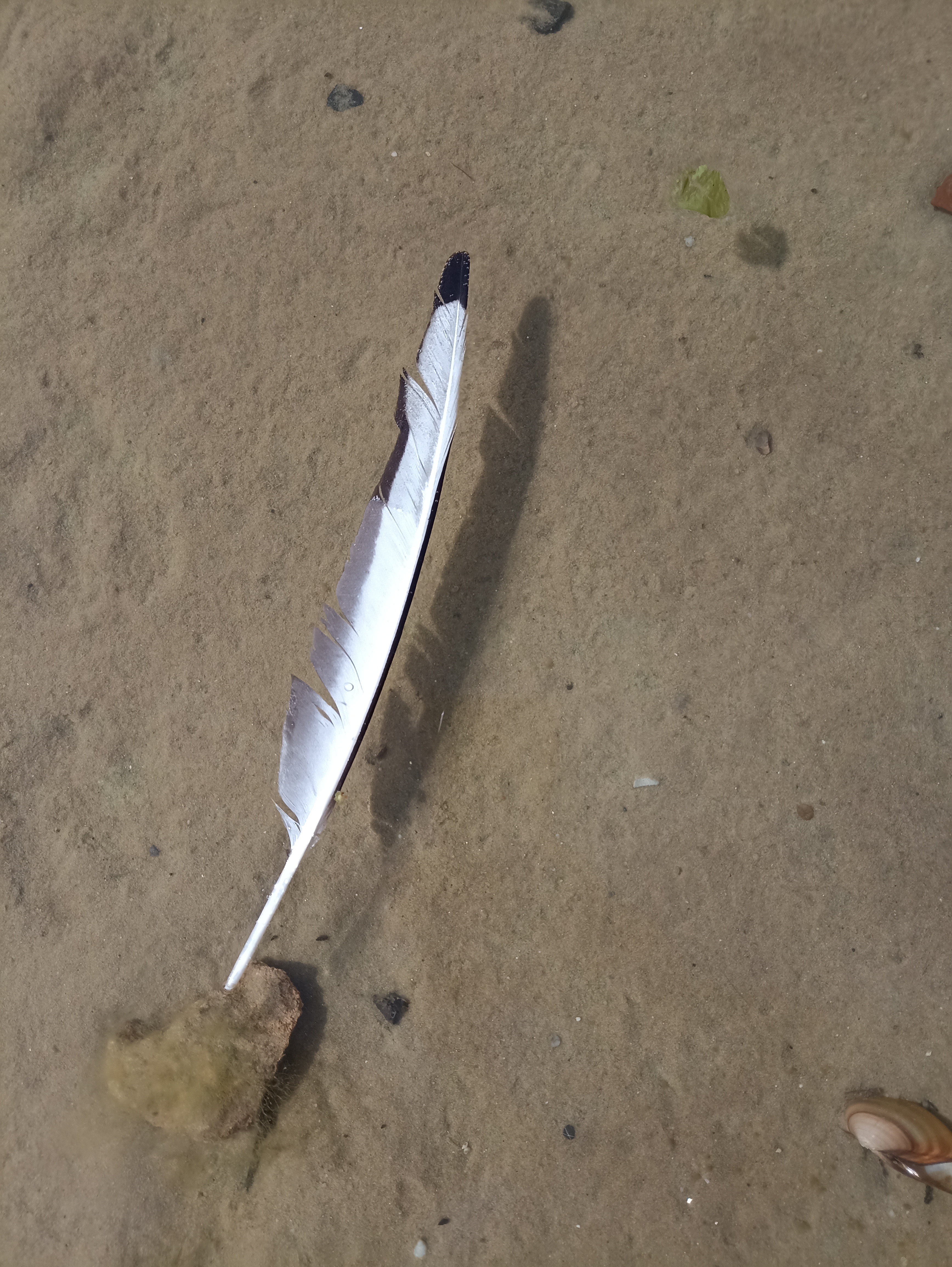 Recent bird photo