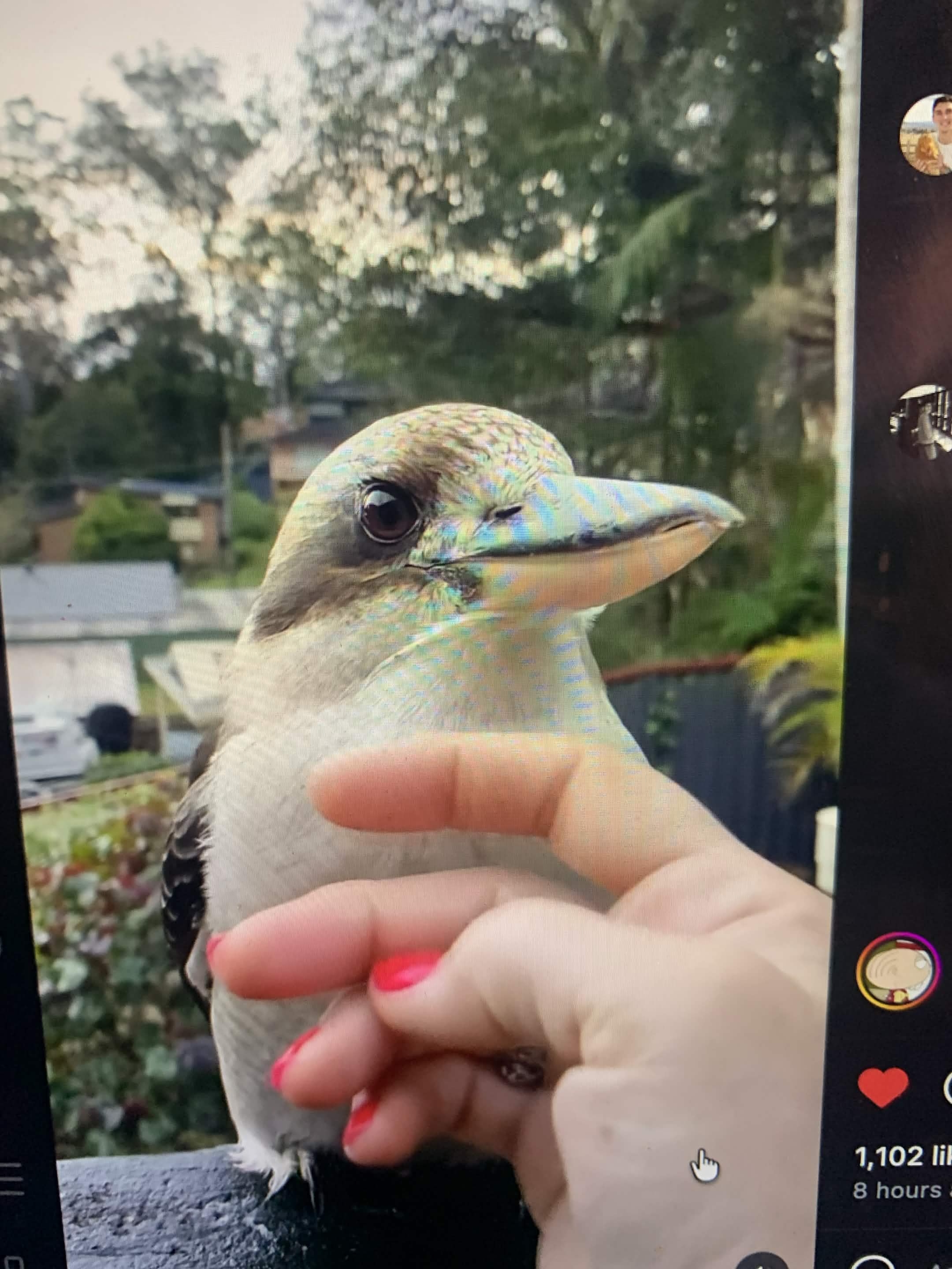最近認識された鳥の写真