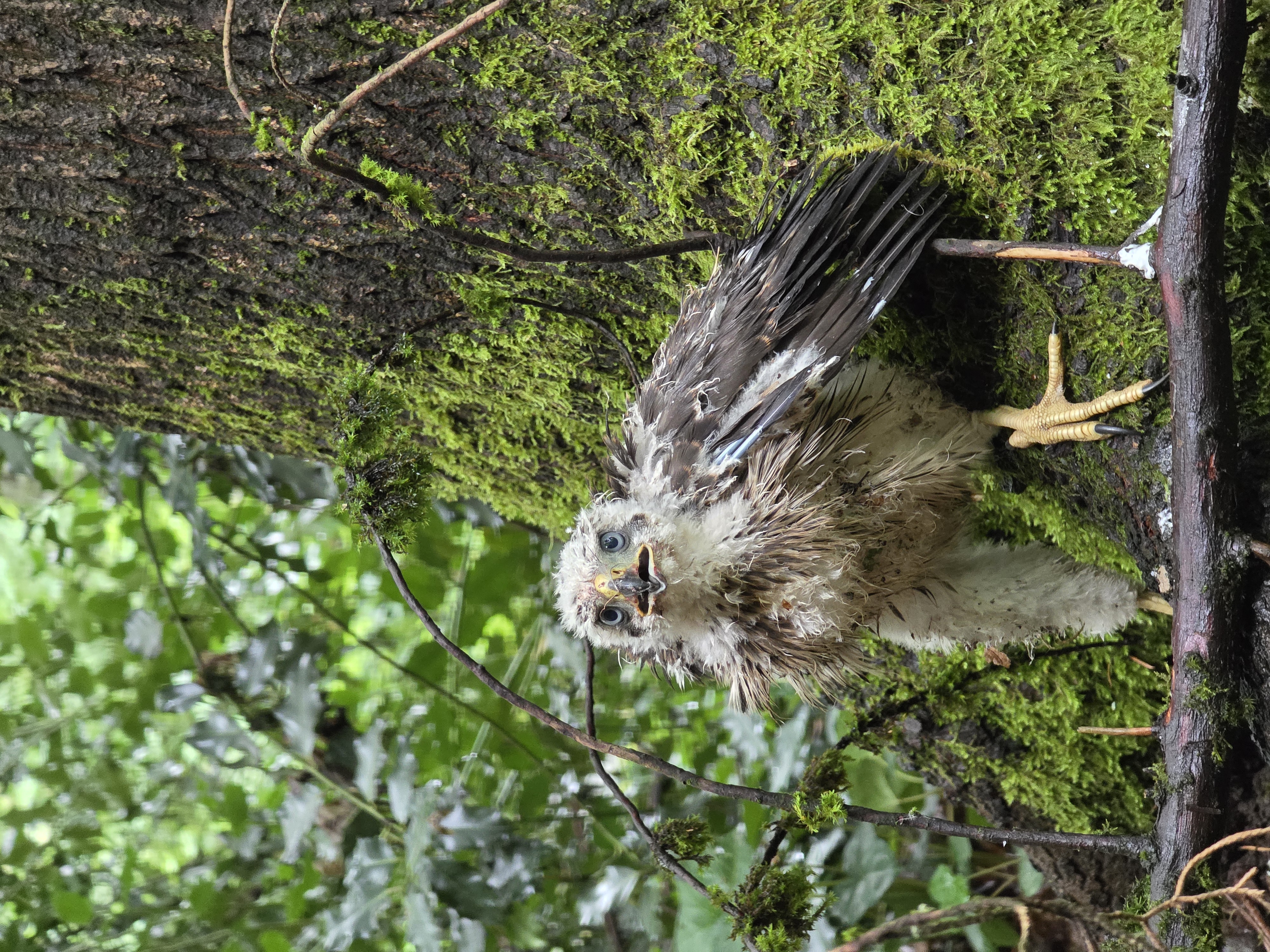 最近認識された鳥の写真