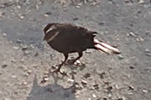 Black-billed Magpie