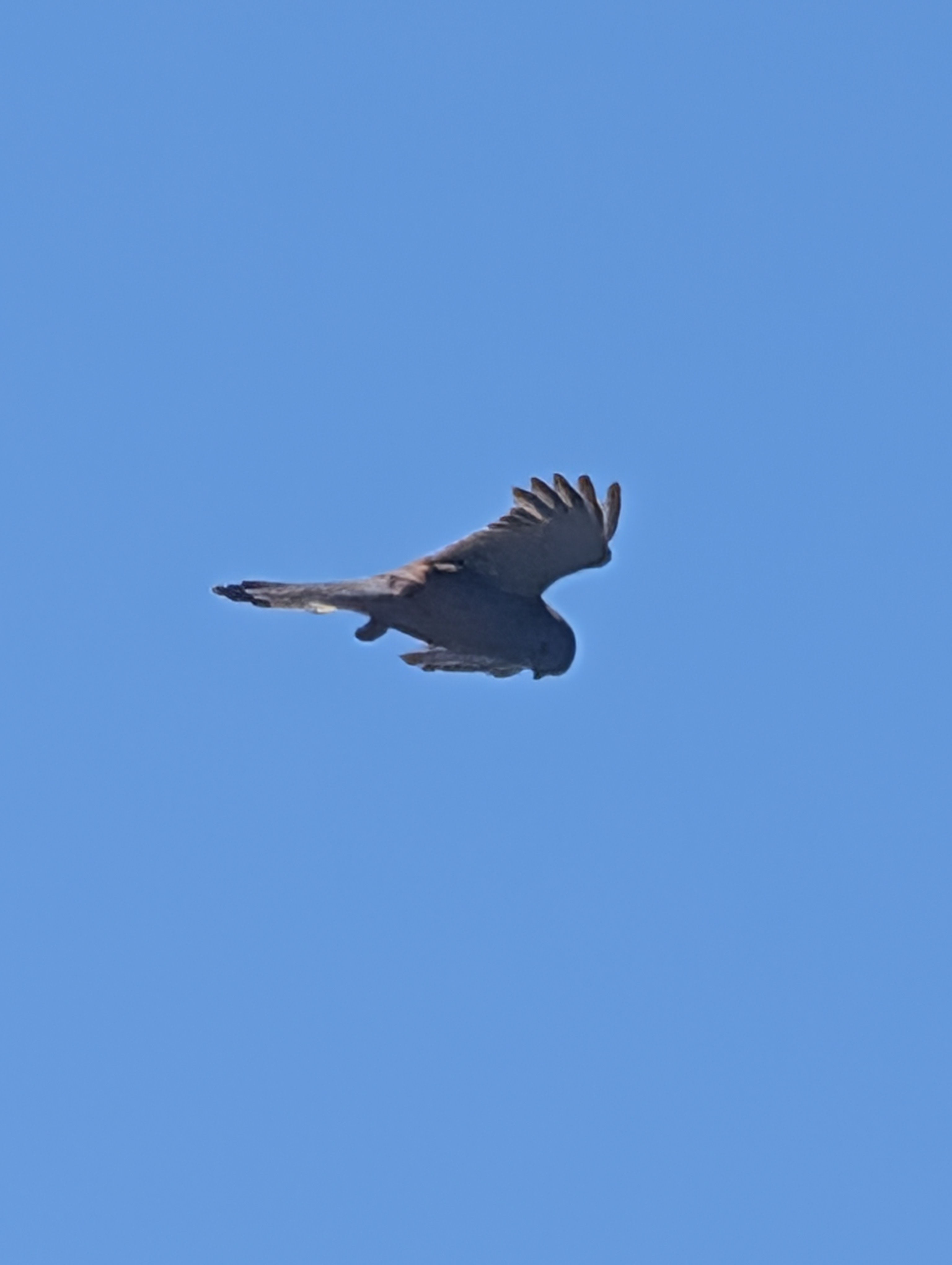 Red-tailed Hawk