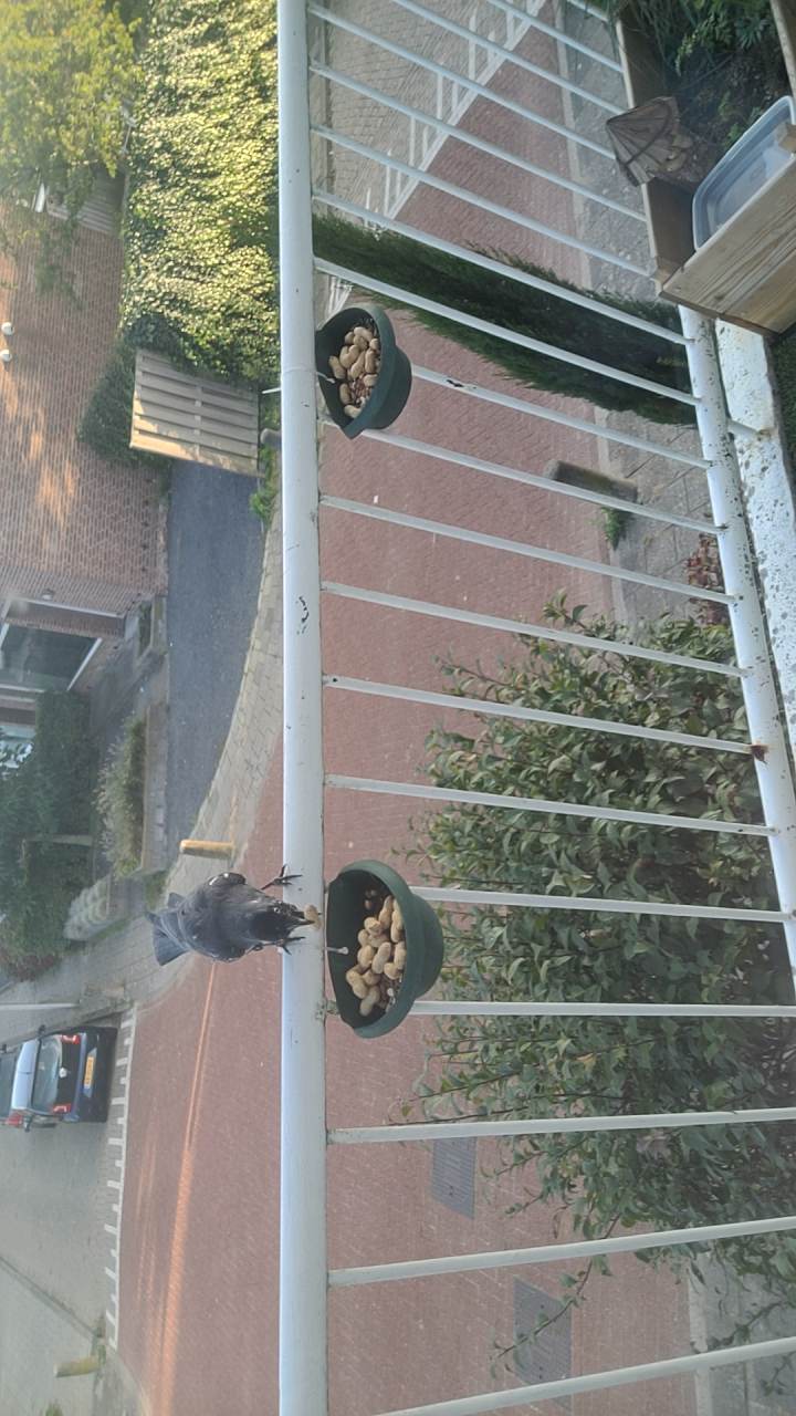 最近识别的鸟类图片