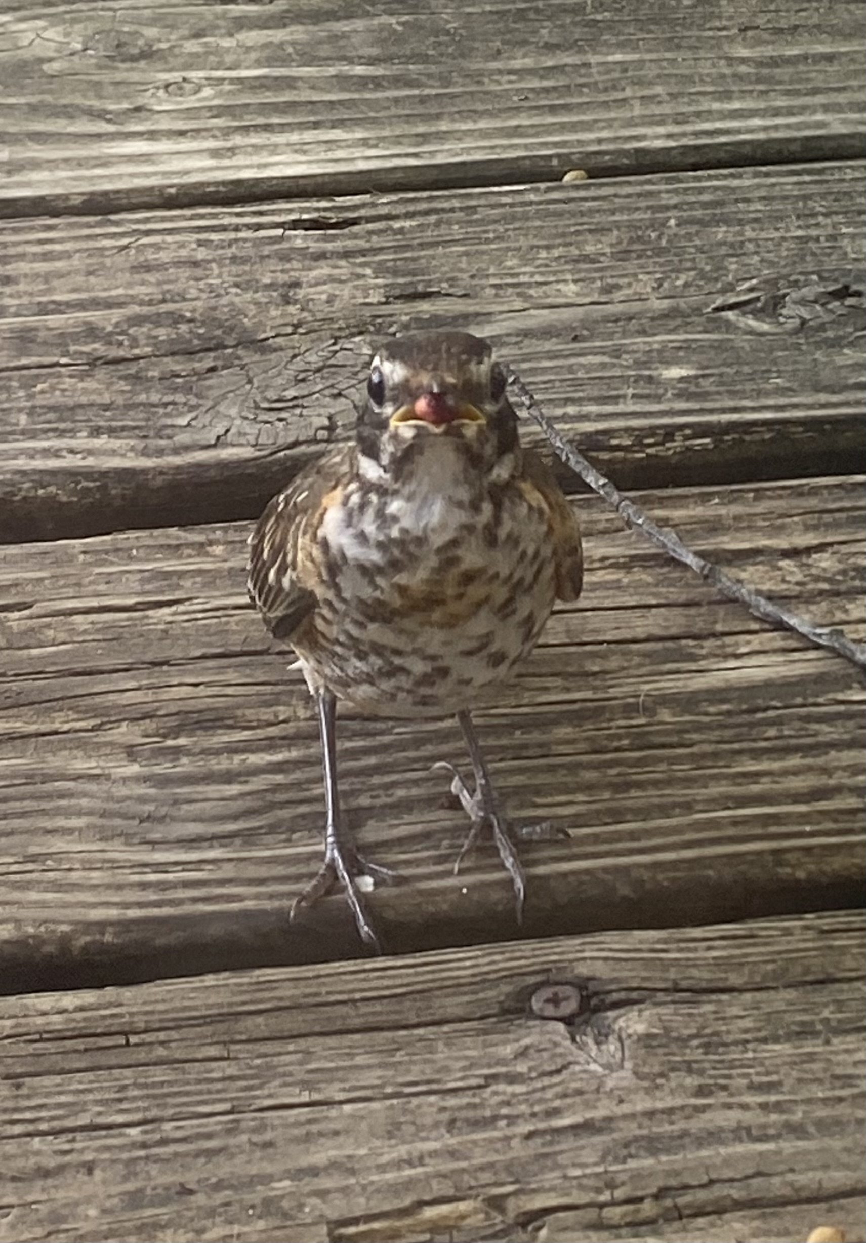 Recent bird photo