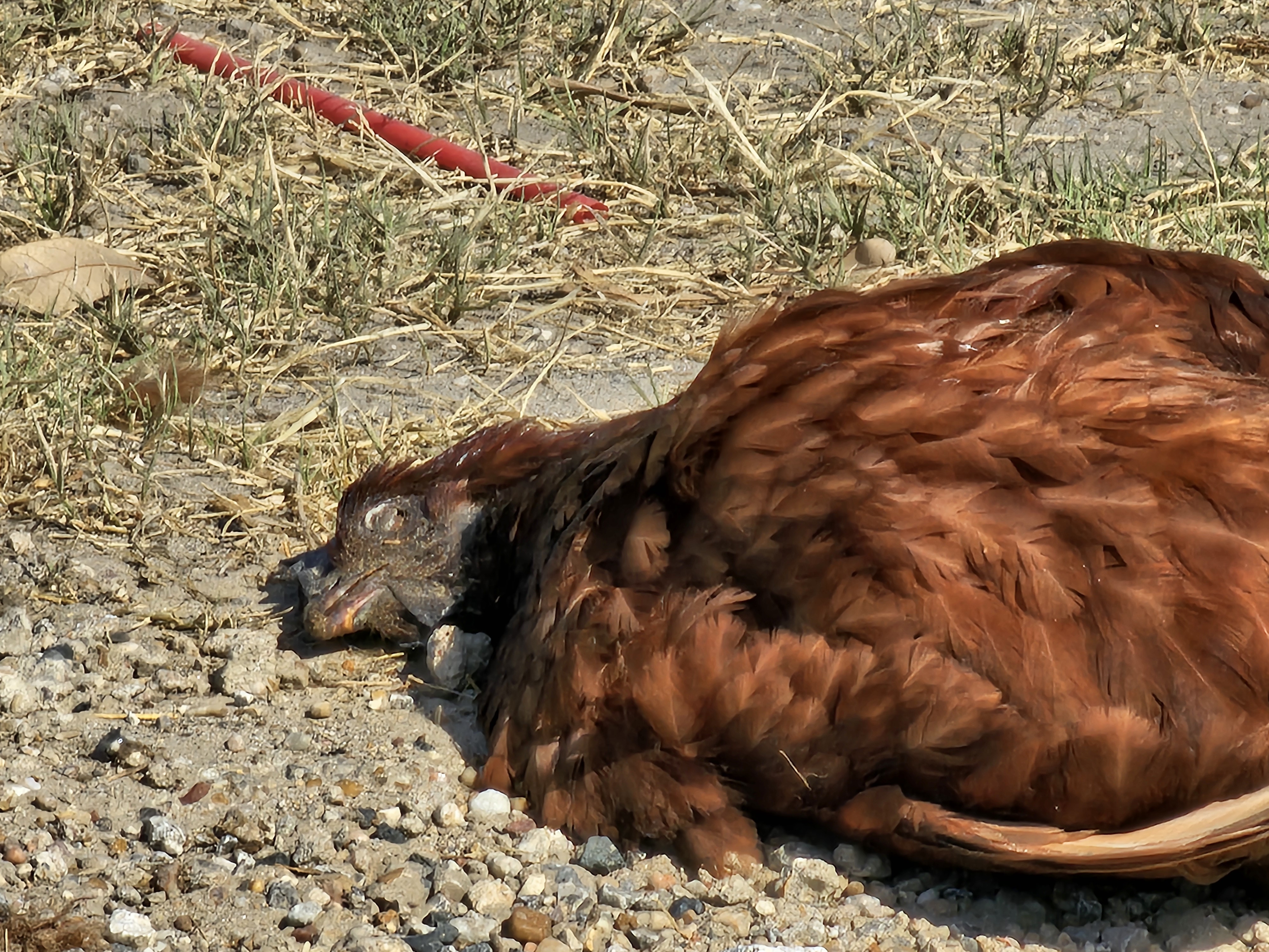 Red-tailed Hawk