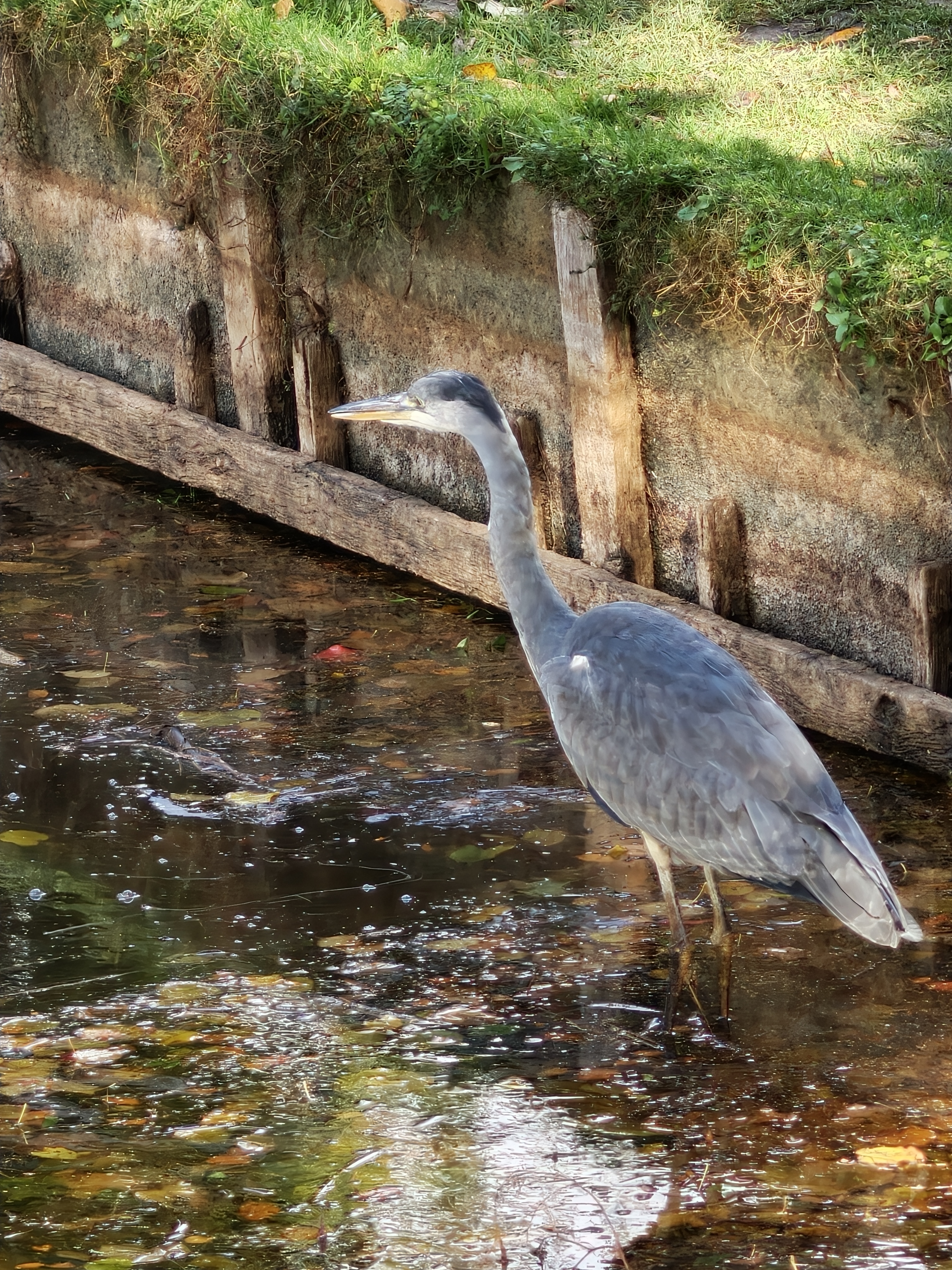 Grey Heron (Ardea cinerea)