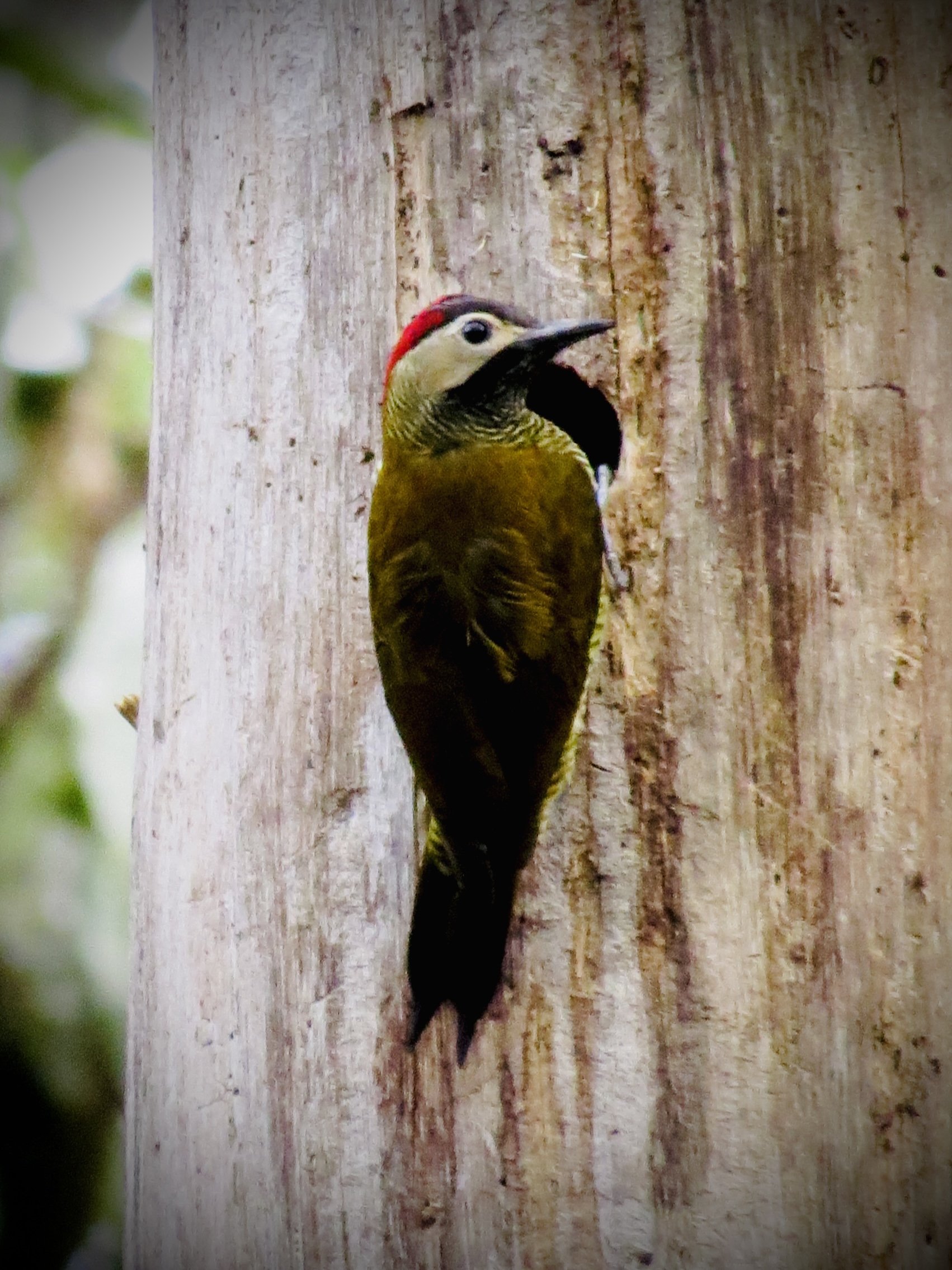 Recent bird photo