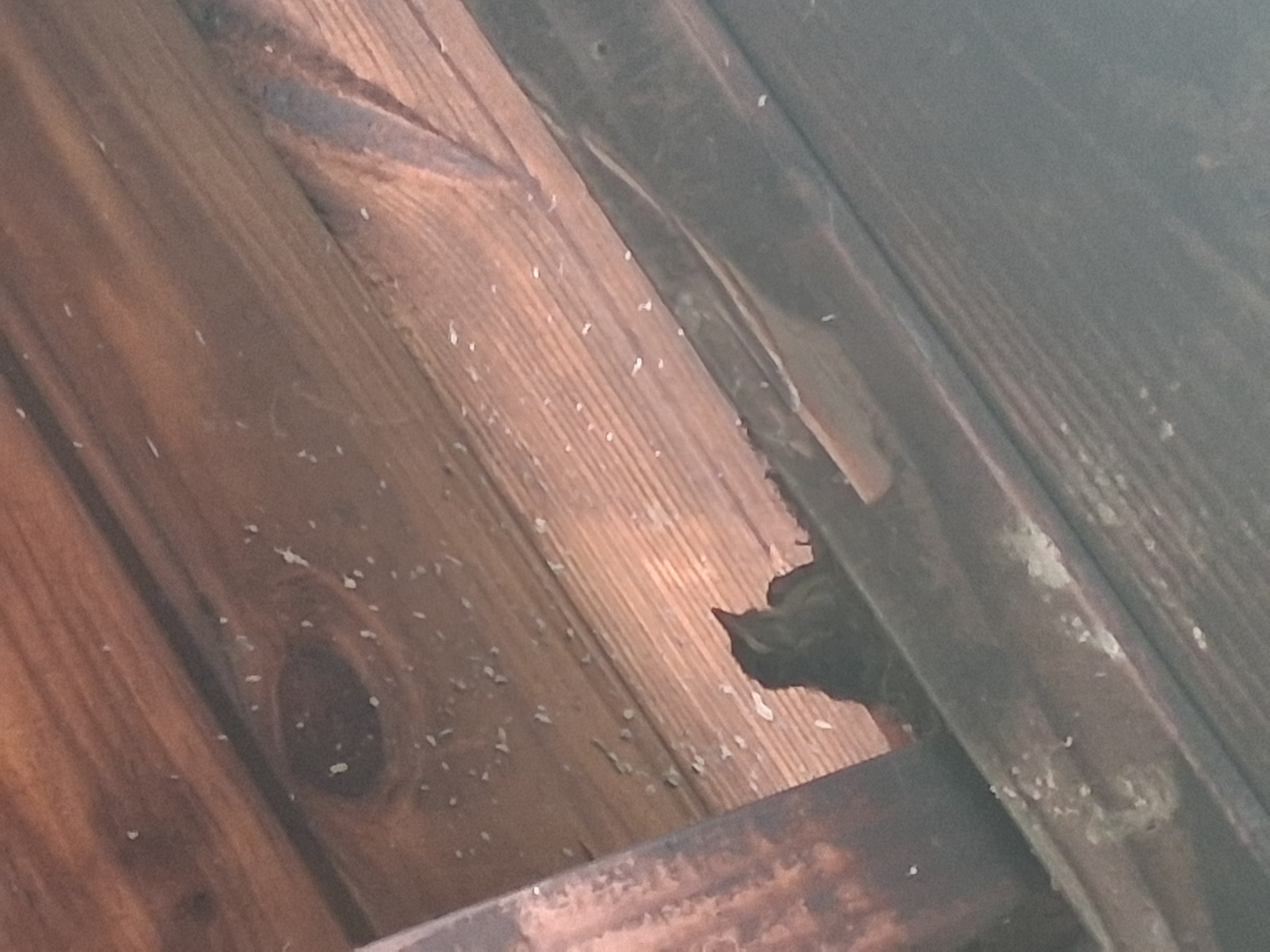 House Sparrow