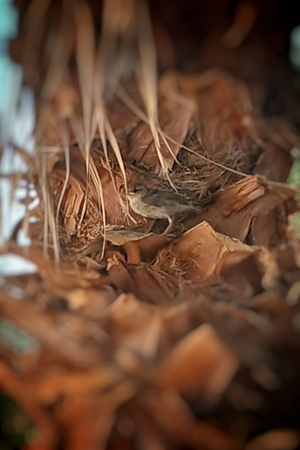 Recent bird photo