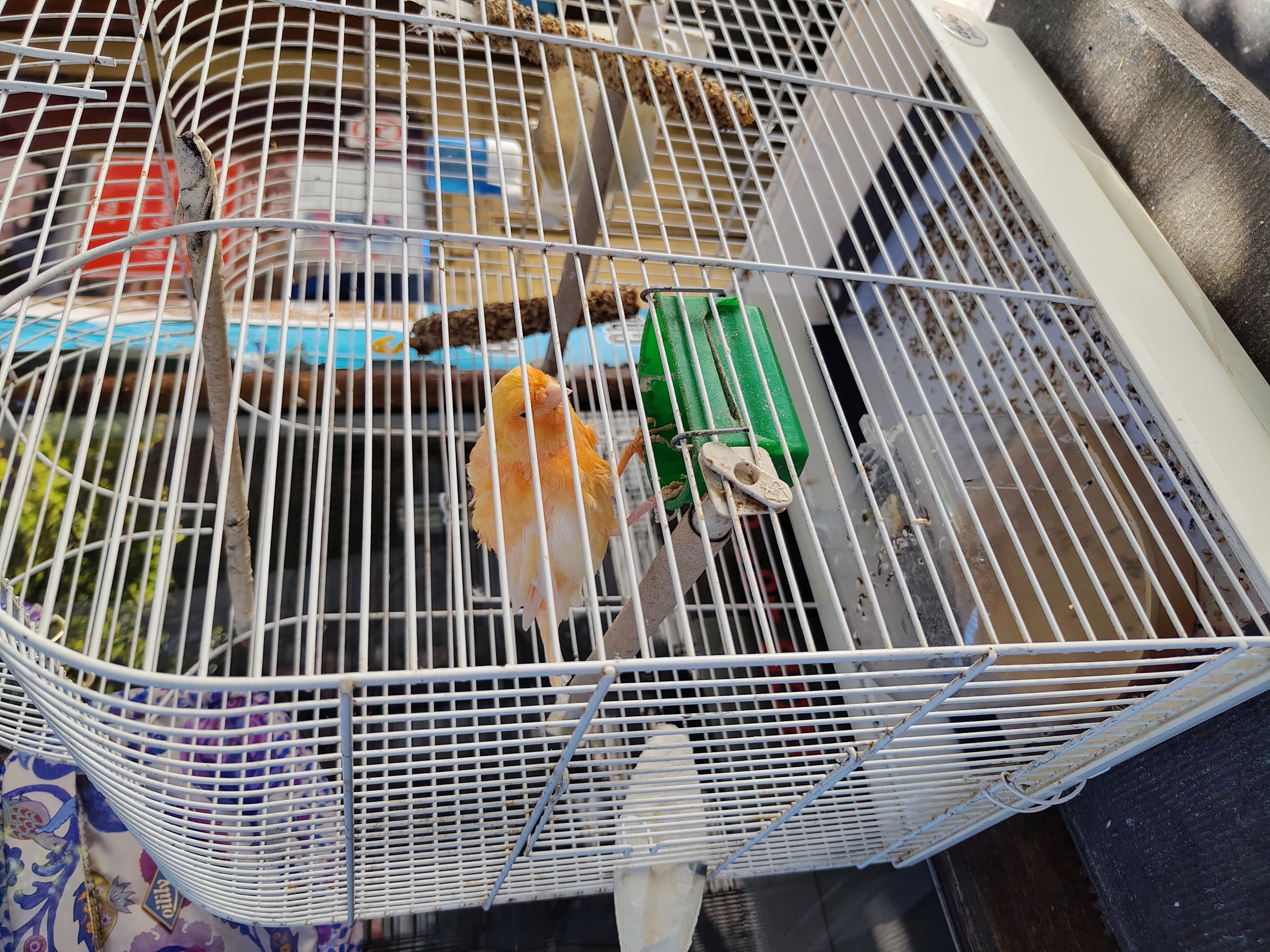 最近辨識的鳥類圖片