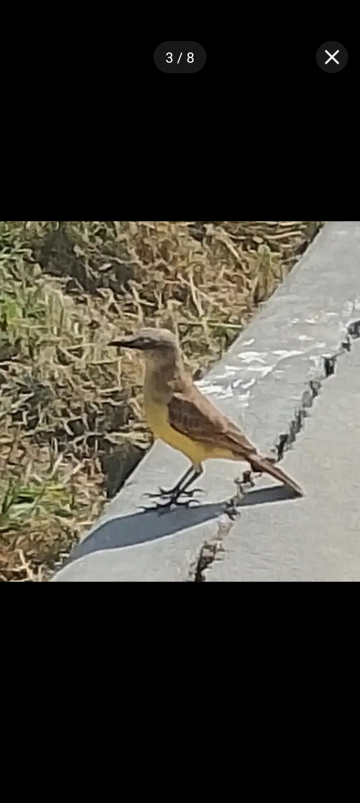最近辨識的鳥類圖片