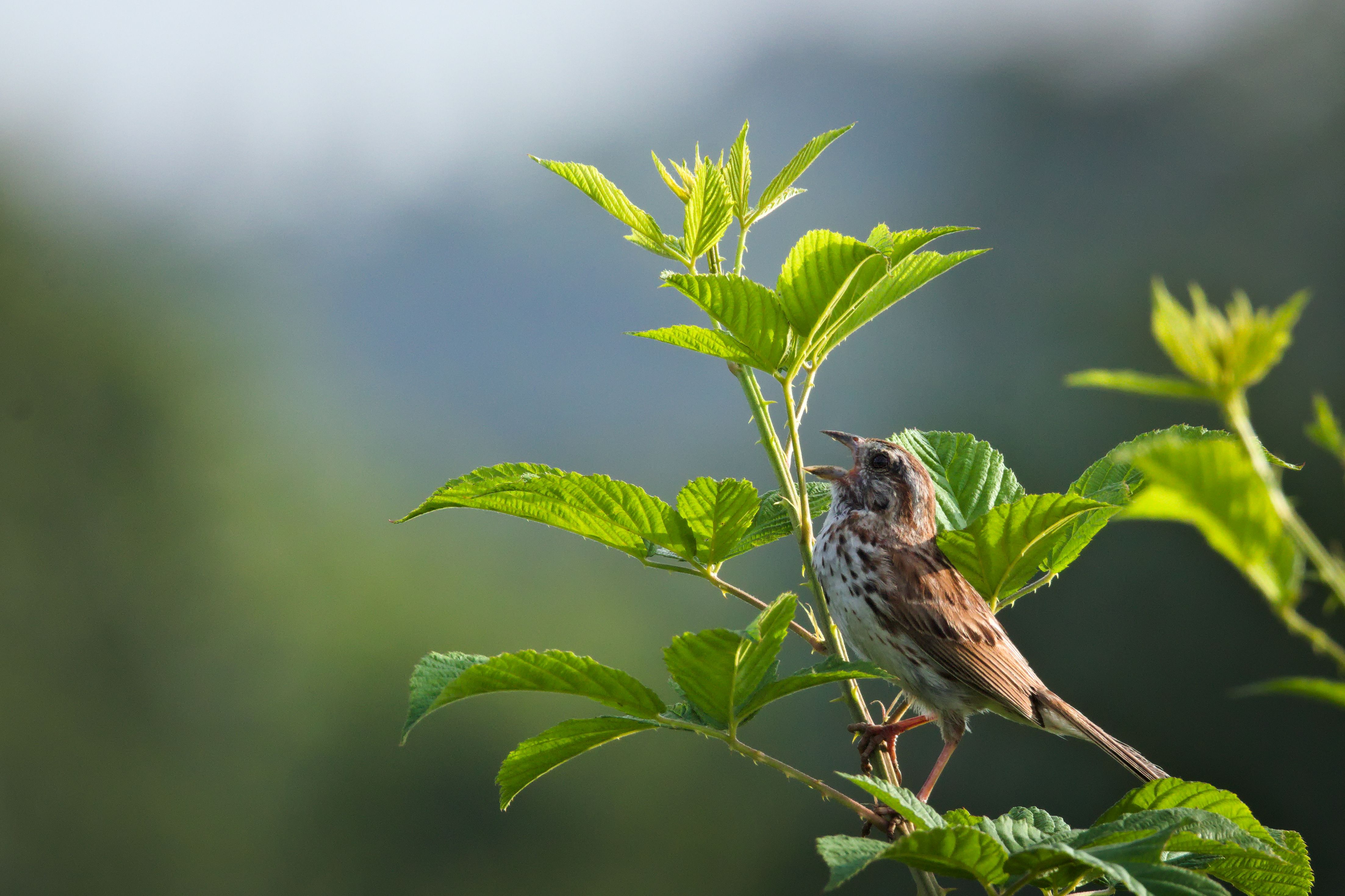 Song Sparrow