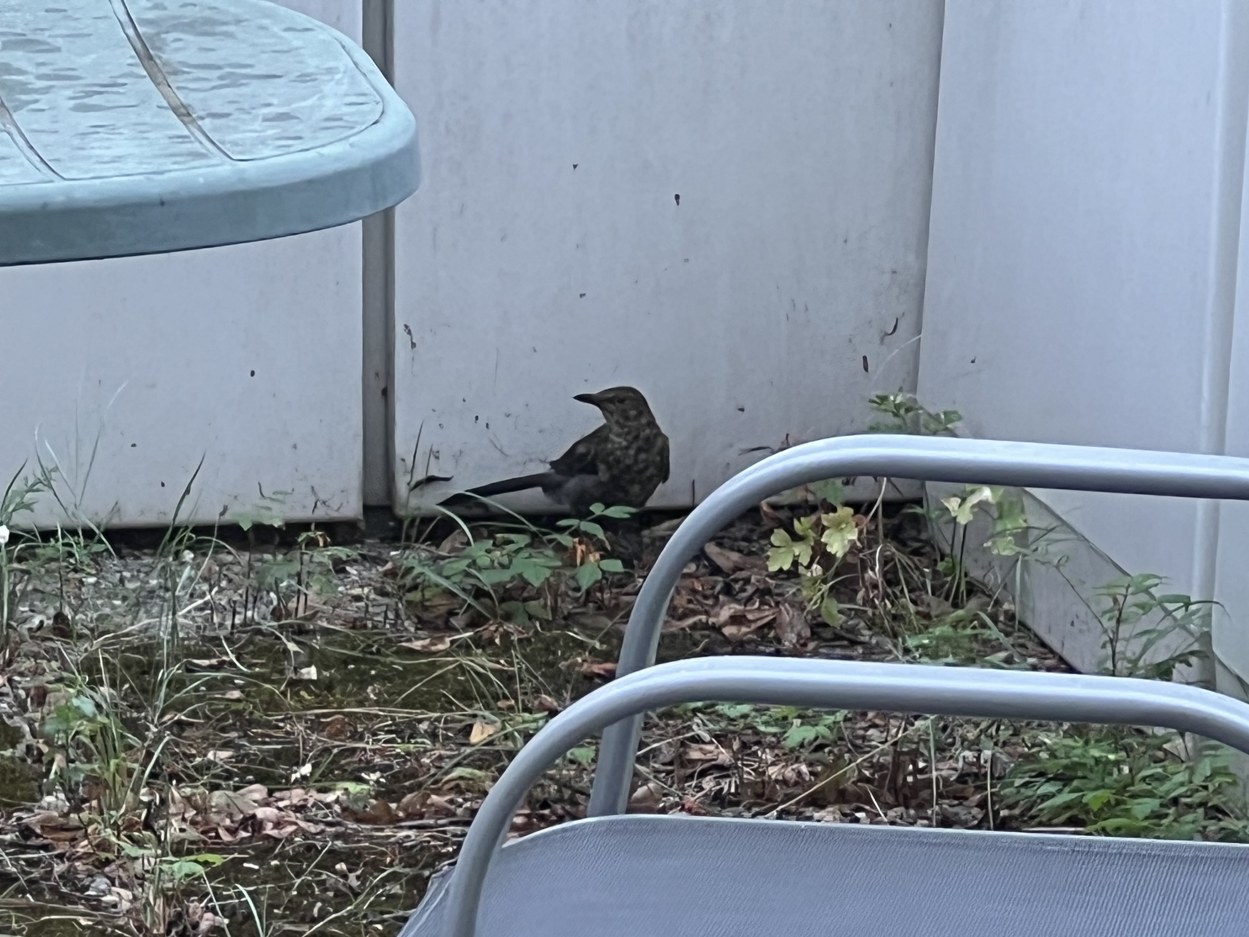 Recent bird photo