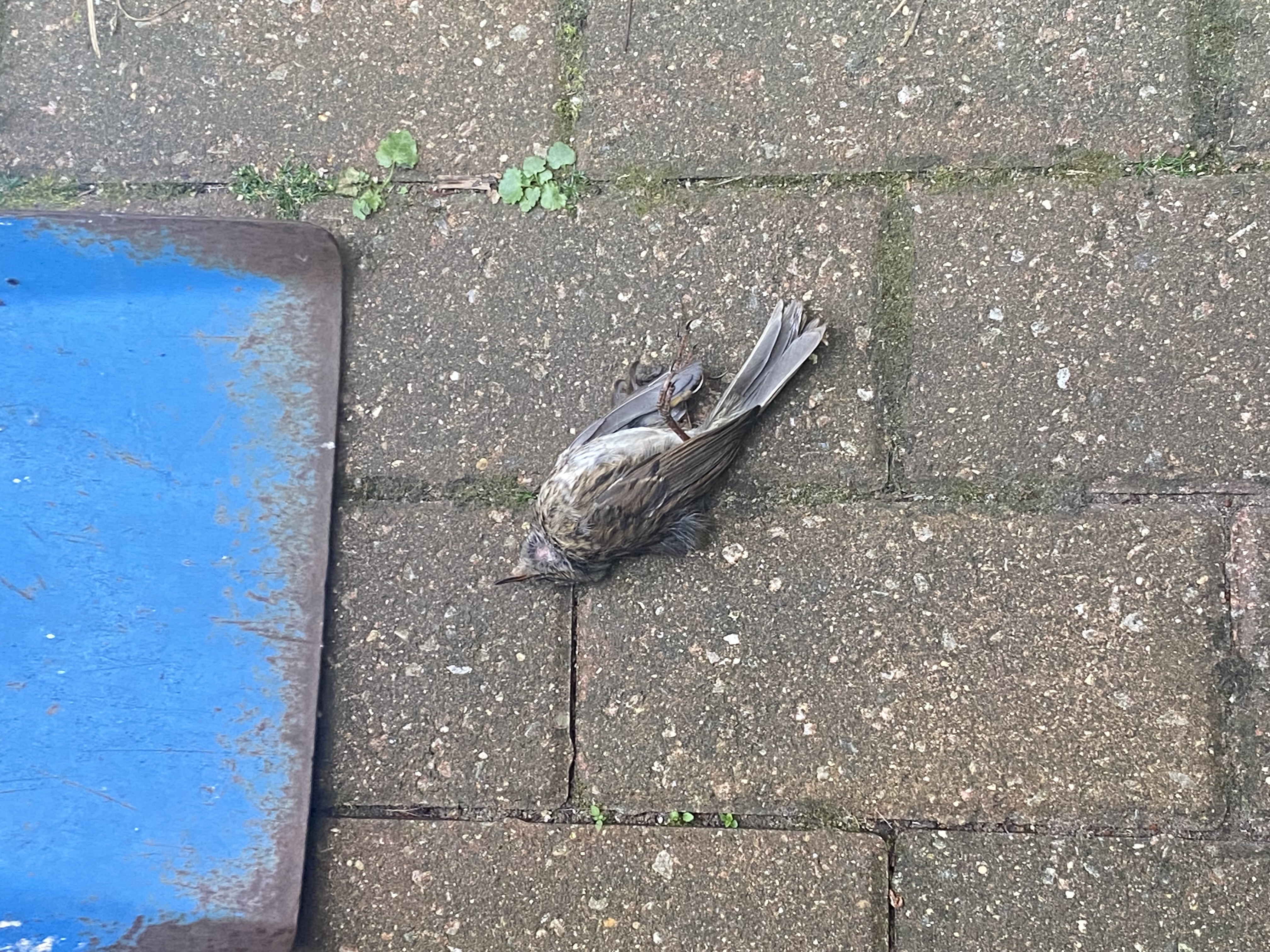 最近認識された鳥の写真