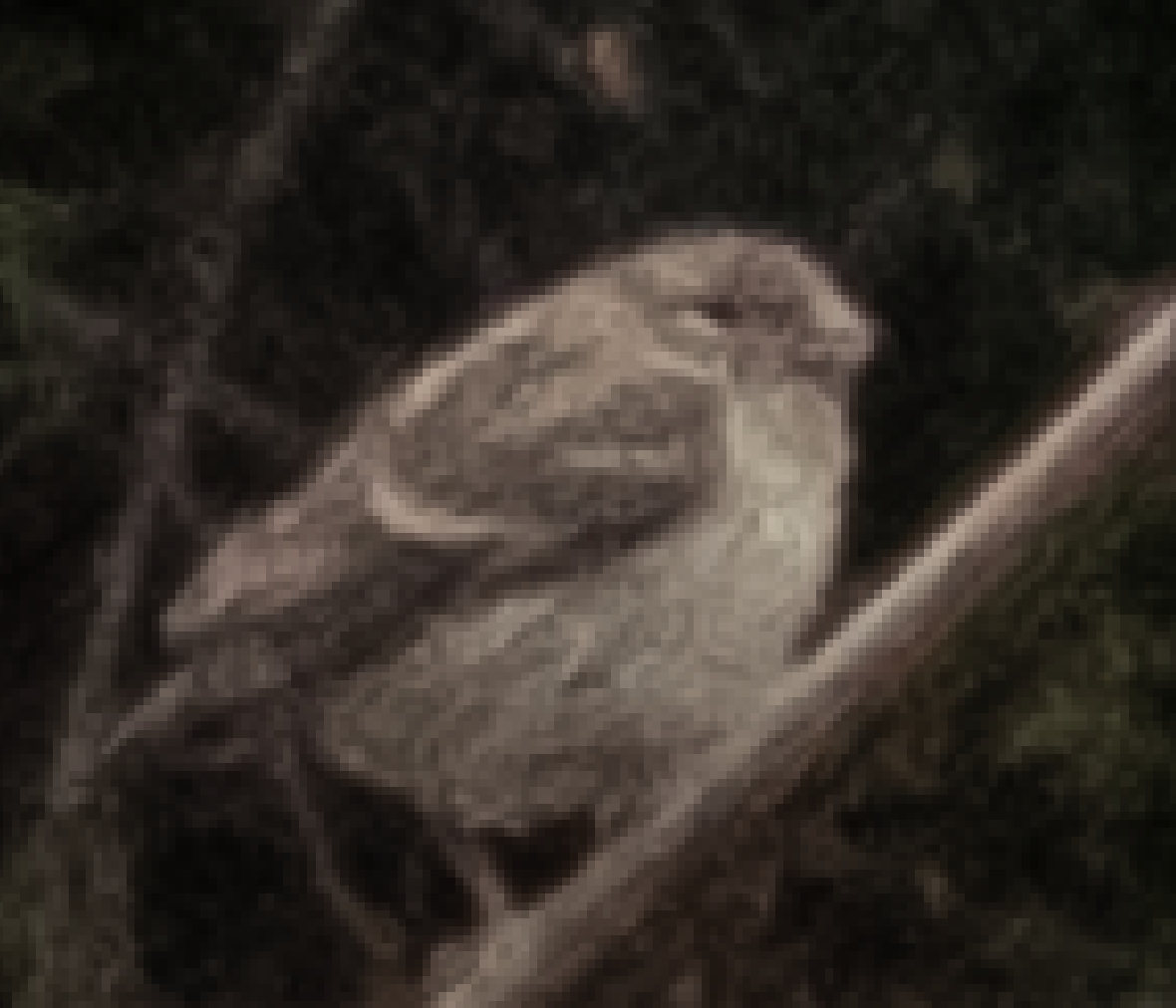 Recent bird photo