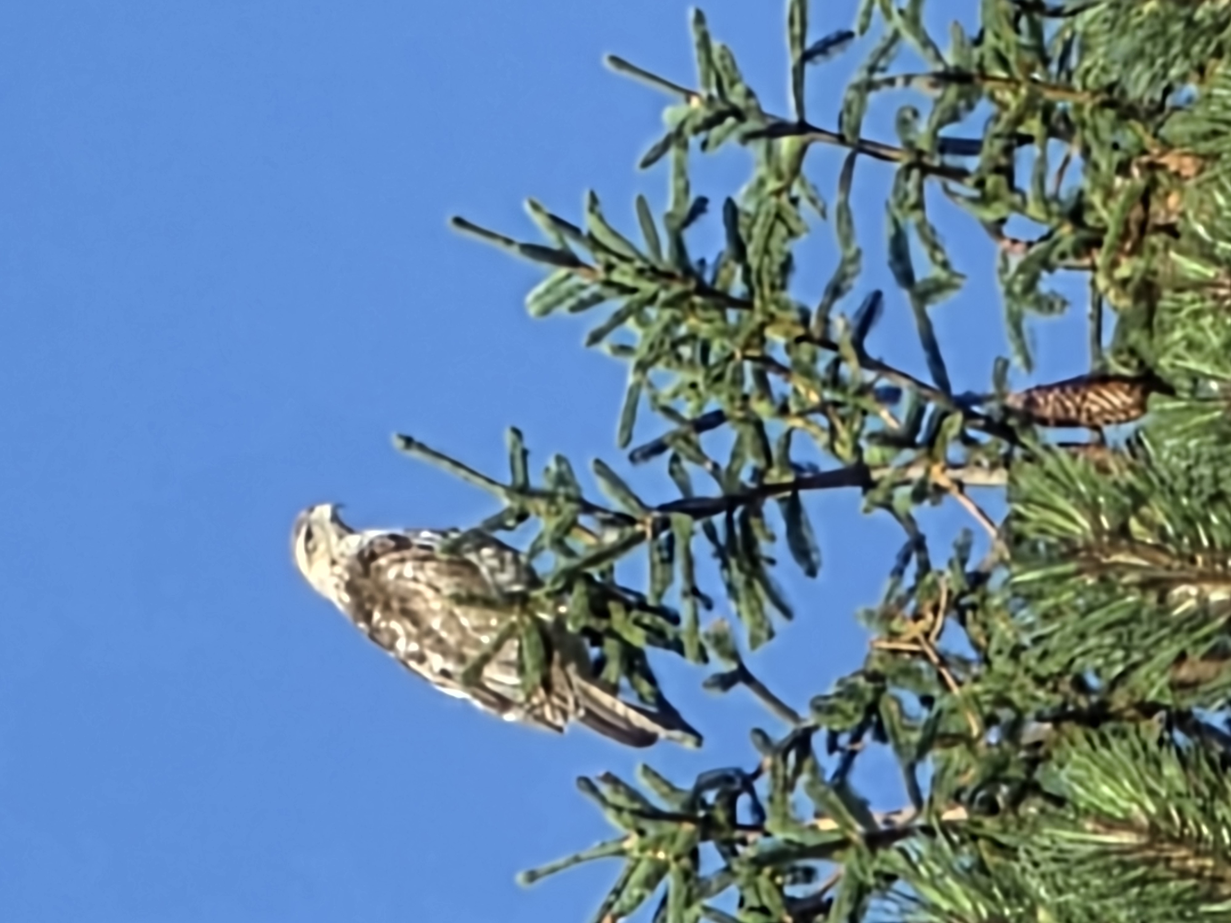 Recent bird photo