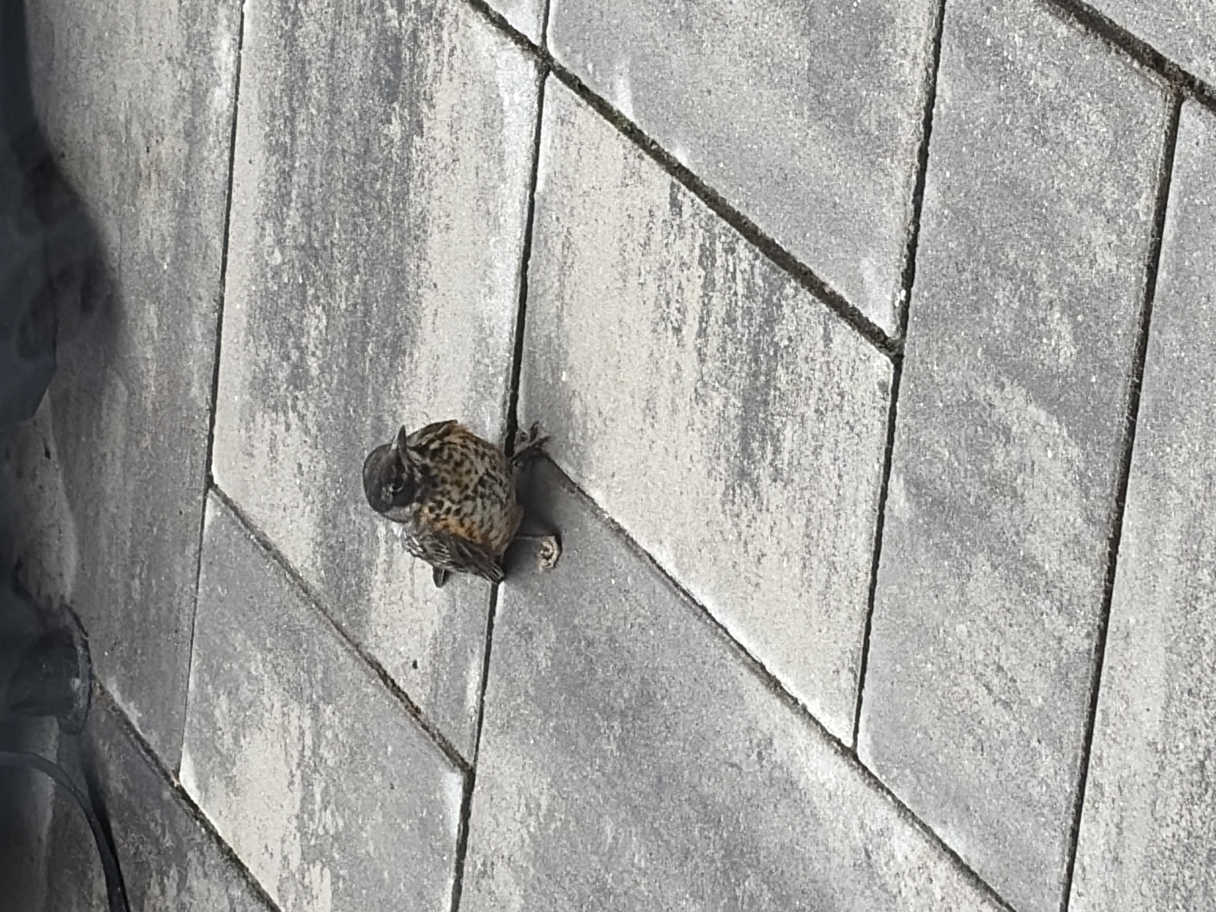 最近認識された鳥の写真